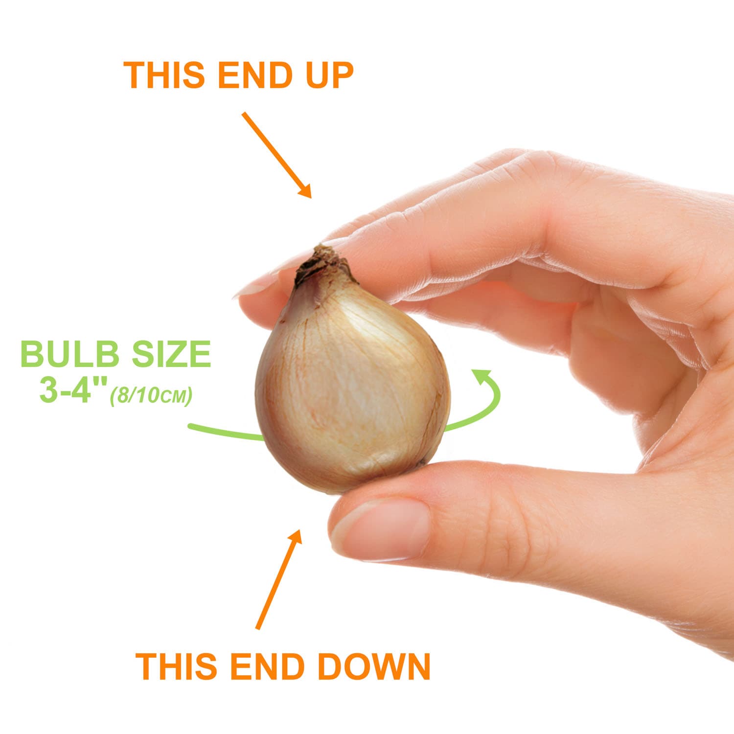 Garden State Bulb ECF-154-50-01 Plant-Bulbs - View #4