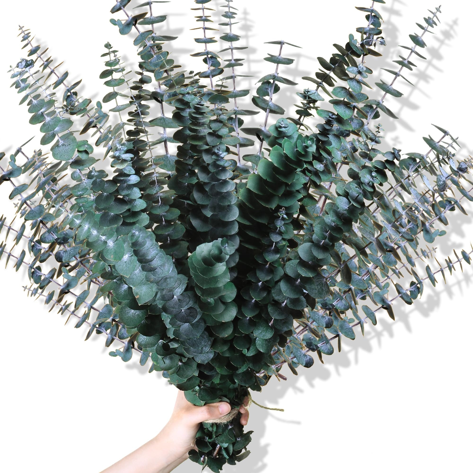 Afoxsos 30 pcs Dried Eucalyptus Stems 17 Inch Real Preserved Eucalyptus Plant for Vase Shower Bathroom Home Decor Wedding Baby Shower #L05AF08048