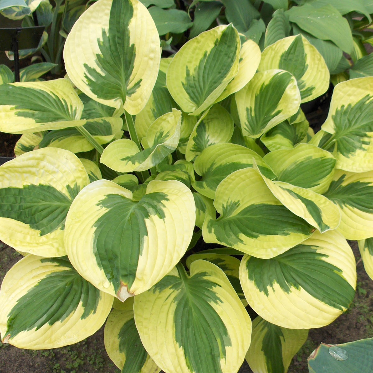 Spring Hill Nurseries White Brim Cup Hosta Perennial Plants Plant in 3 ...