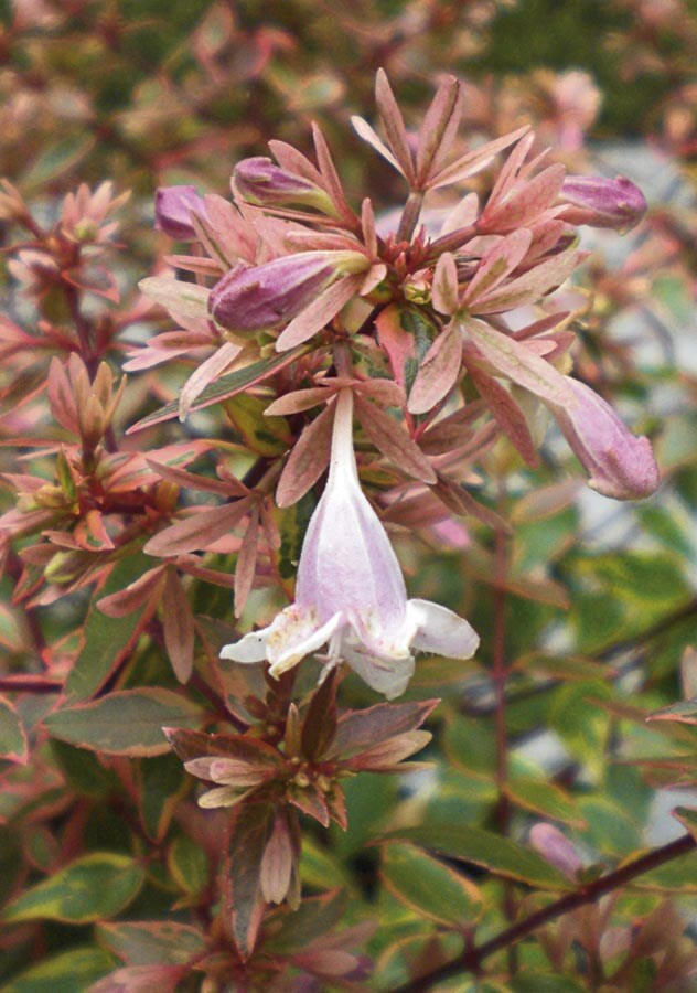  NURSERY White Sunshine Daydream Abelia Flowering Shrub In Pot (With Soil)