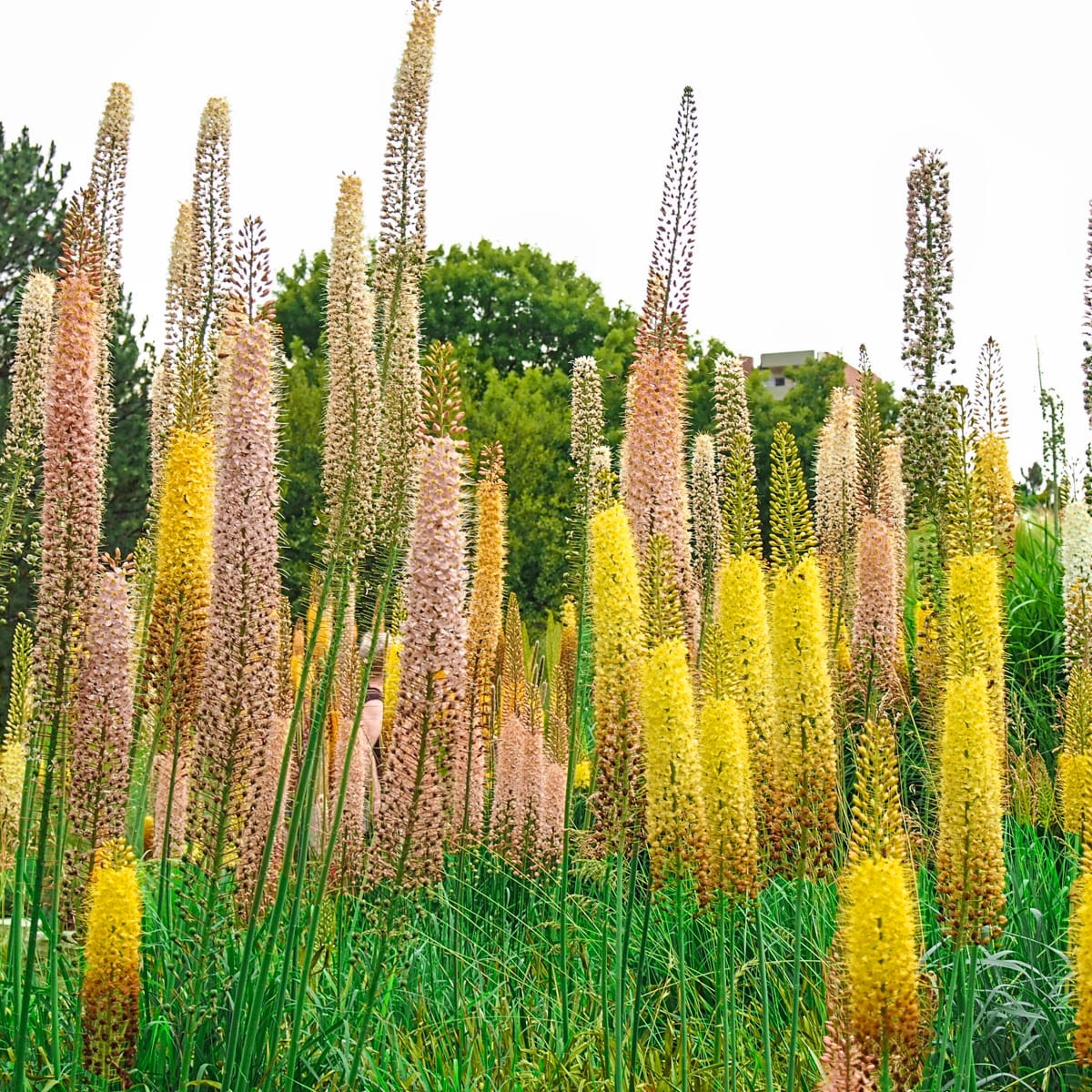 Spring Hill Nurseries 01805 Multicolor Shelford Eremerus Hybrid Perennial Plant Mixture in 5-Pack Bareroot