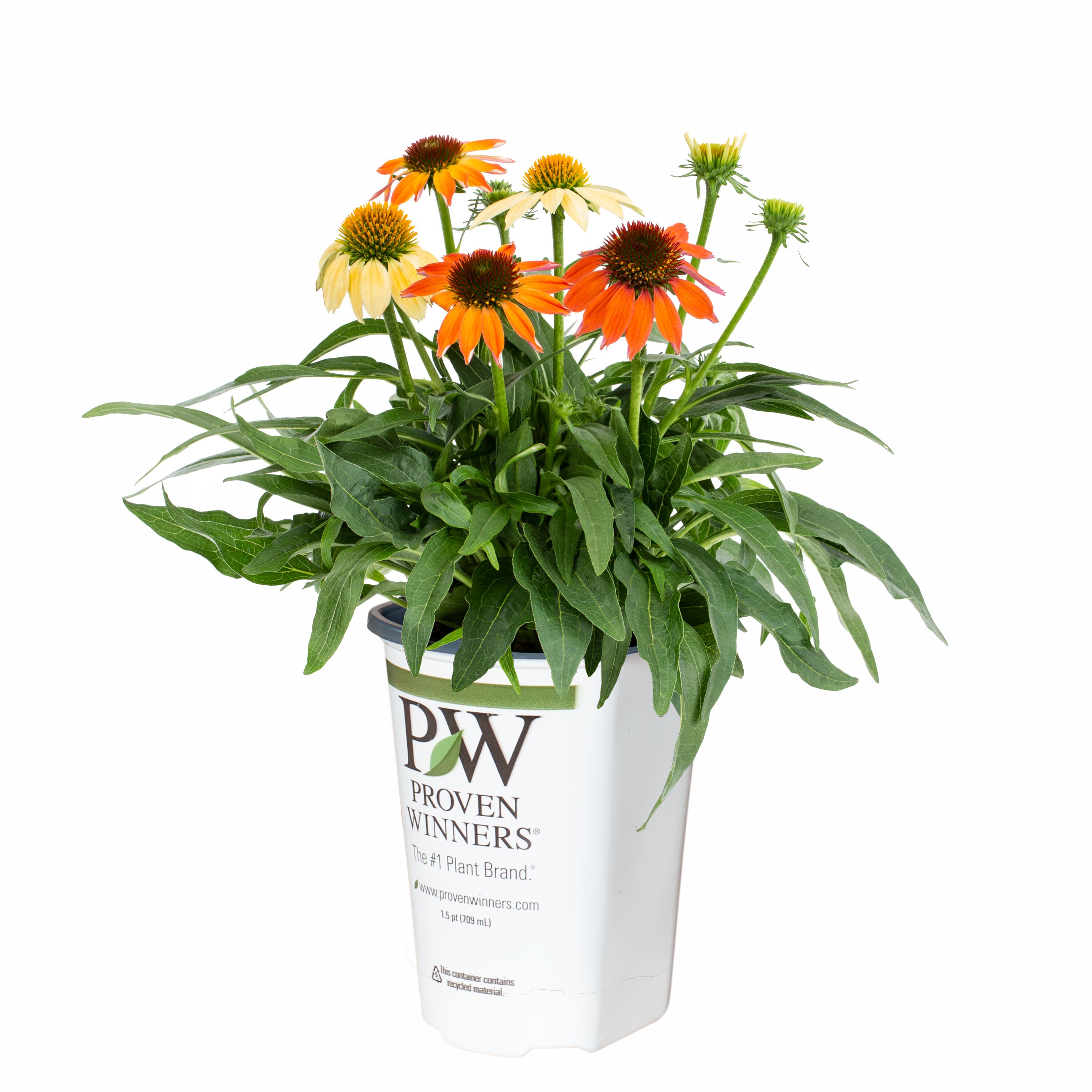 Lowe's NURSERY Multicolor Sombrero Poco Hot Coral Coneflower Plant in 2 -Quart Pot 1 -Pack