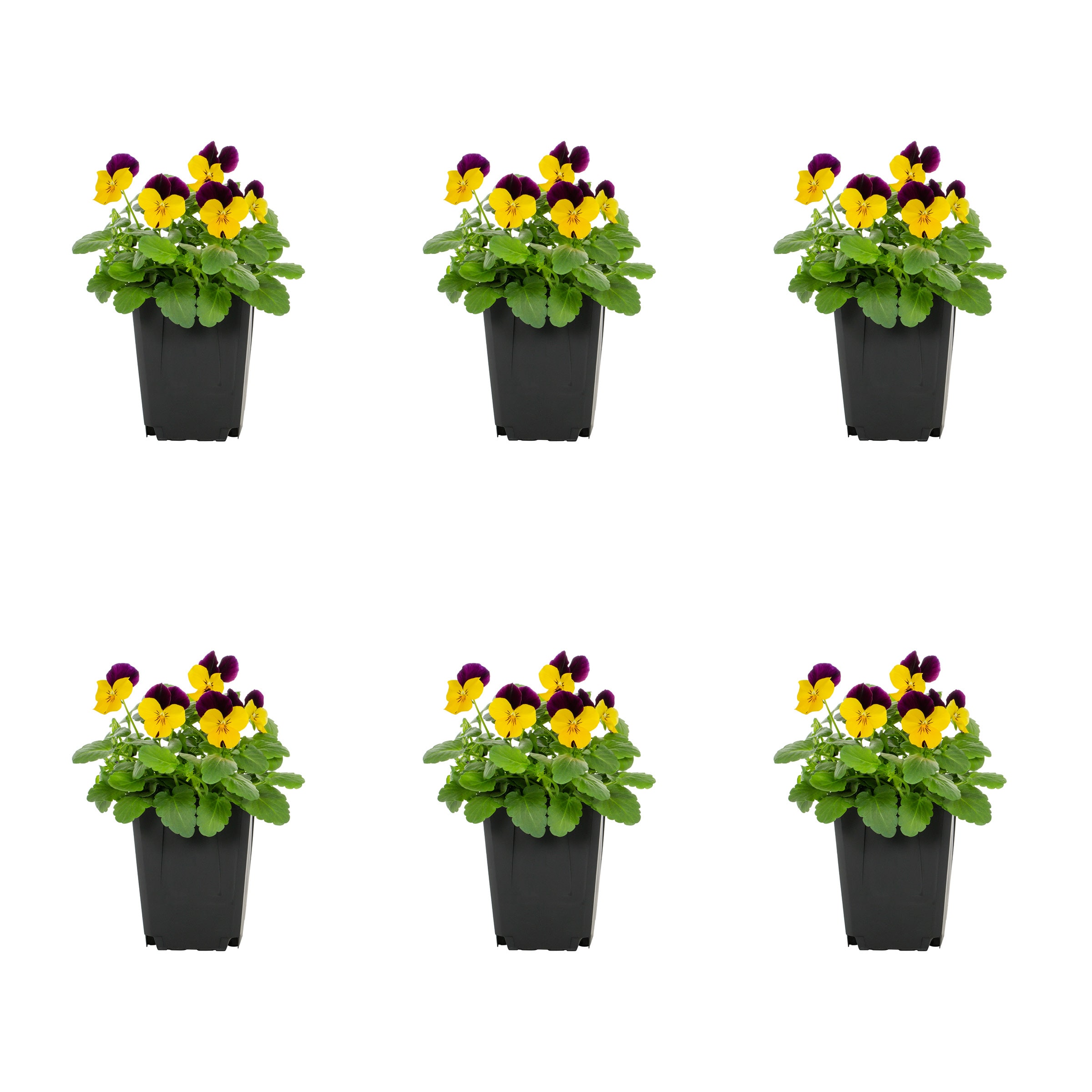 Metrolina Greenhouses 78819 Multicolor Viola in 1 Pint Pot 6 -Pack
