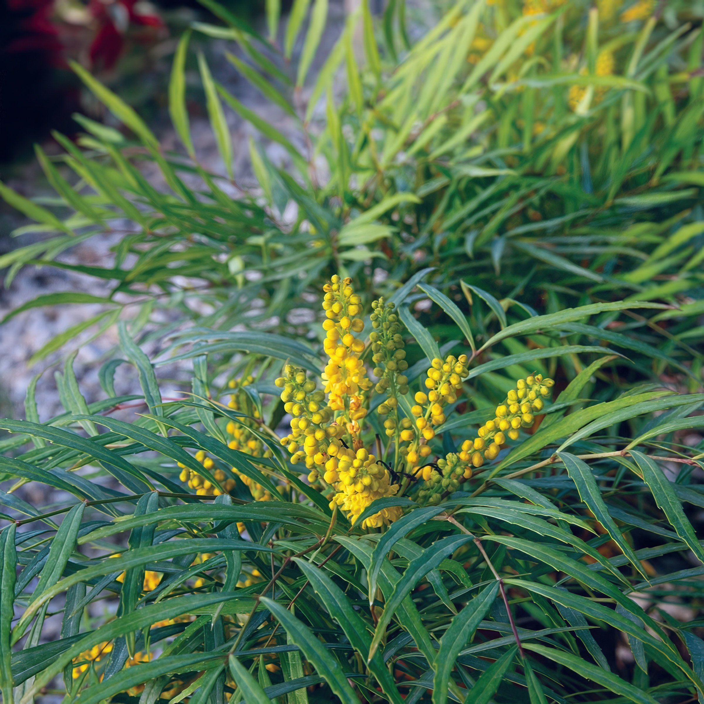 National Plant Network - 3 -Gallon Mahonia Soft Caress Accent Shrub with Yellow Blooms 1 -Pack