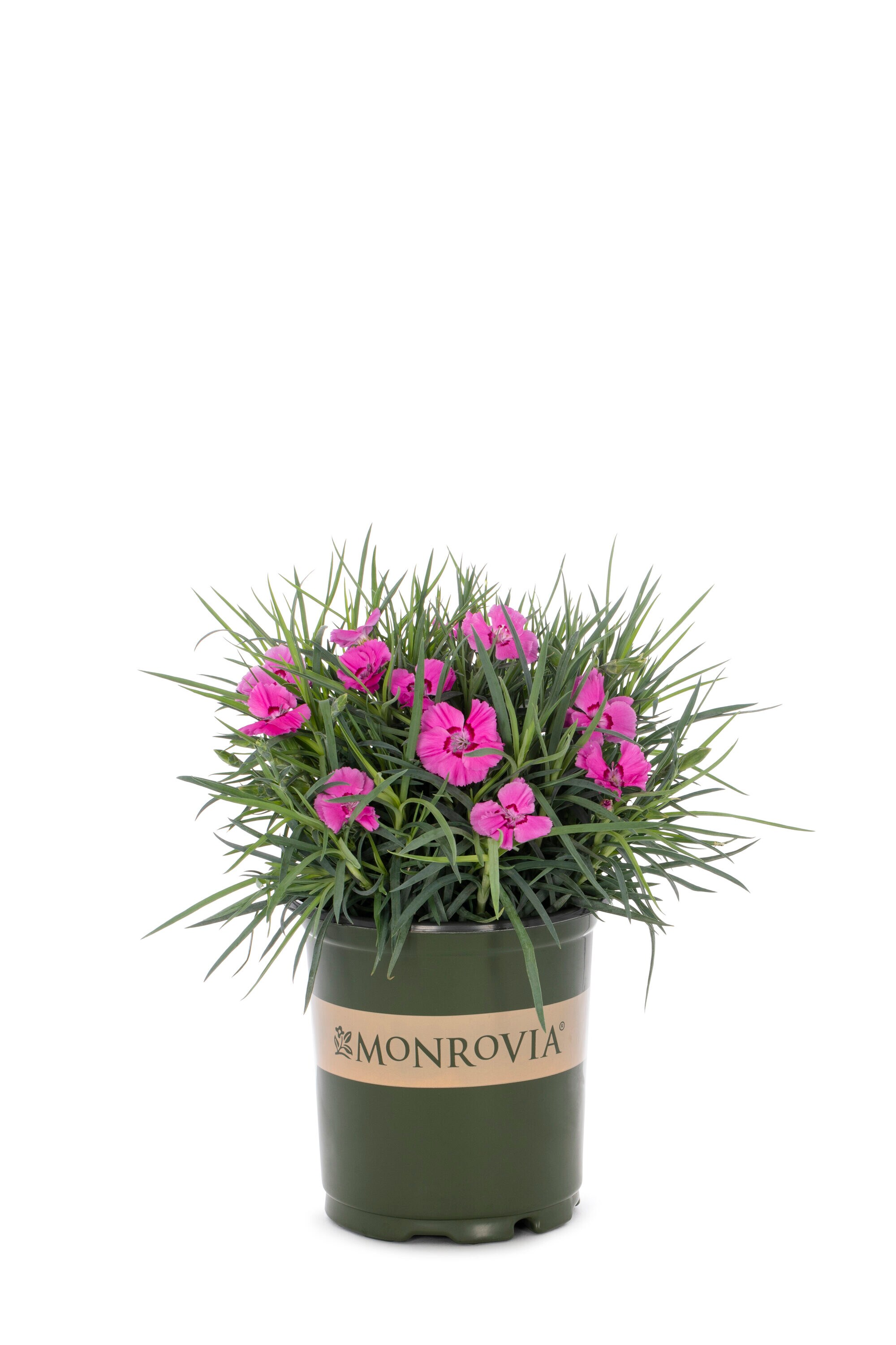 Monrovia 78642 annuals - View #2