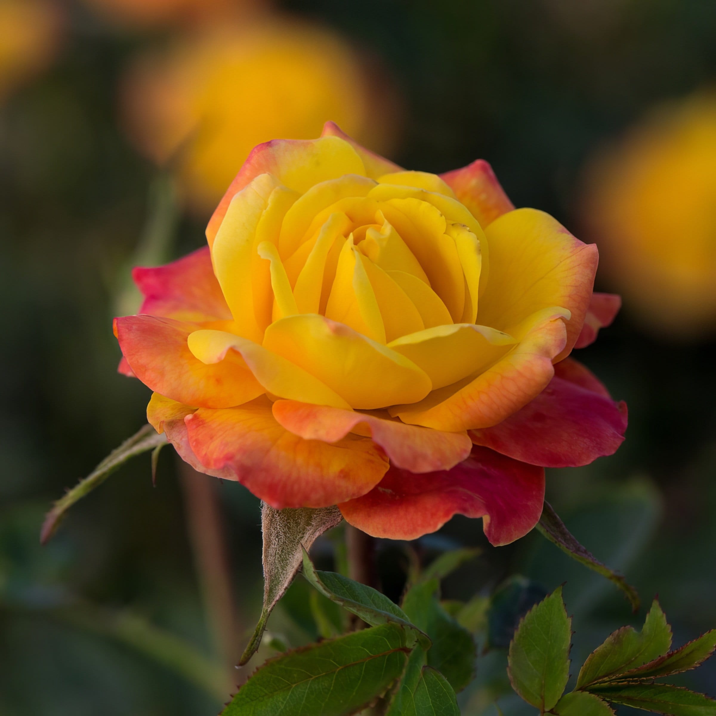 National Plant Network LW1798 roses - View #4