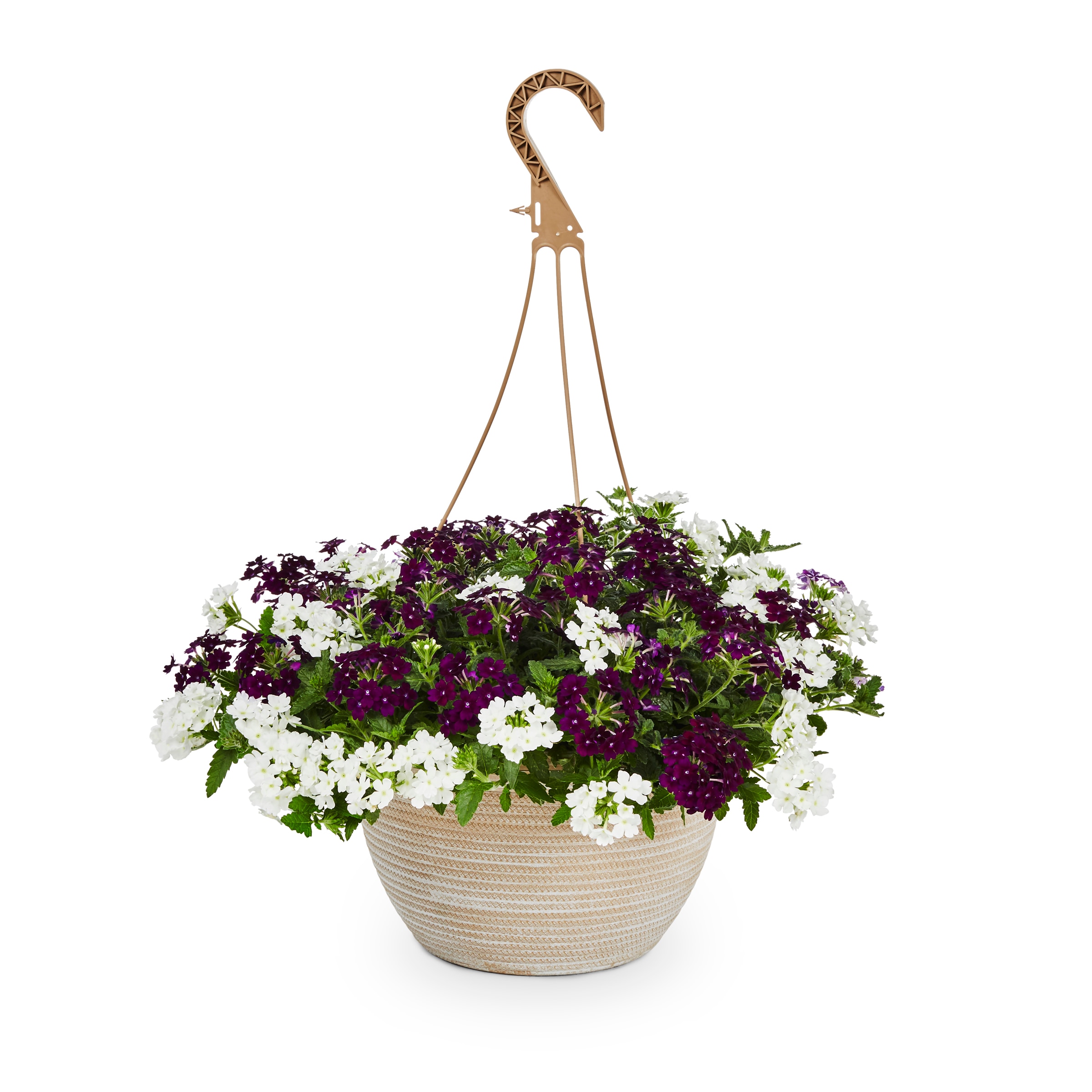 Lowe's 157456 Multicolor Verbena in 2 Gallon(s) Pot 1 -Pack
