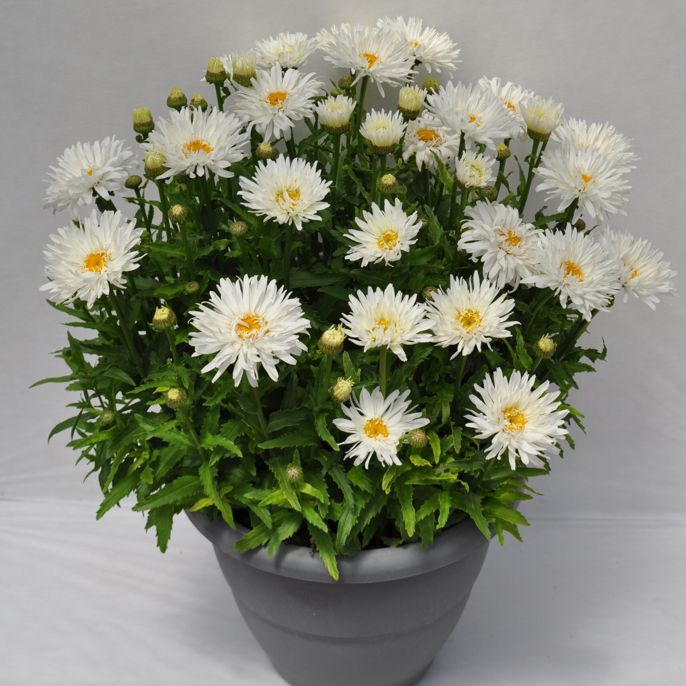 National Plant Network LW1725 perennials - View #3