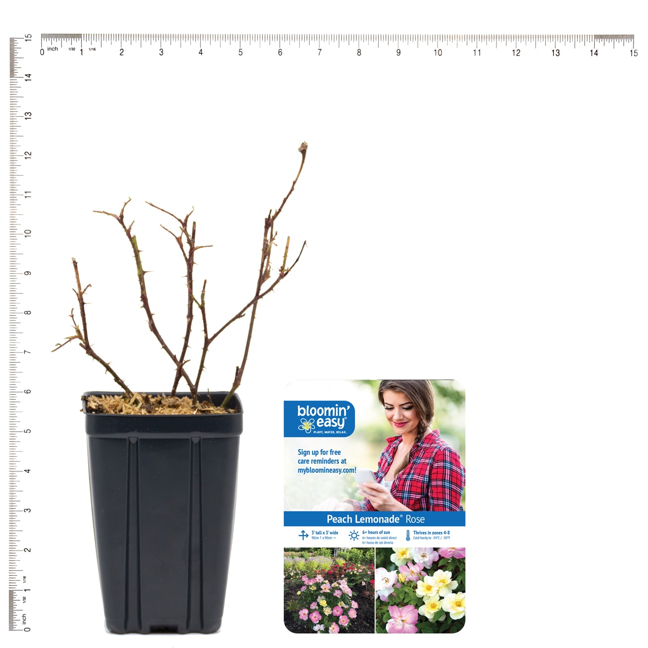 Van Zyverden 82947 Plant-Bulbs - View #6