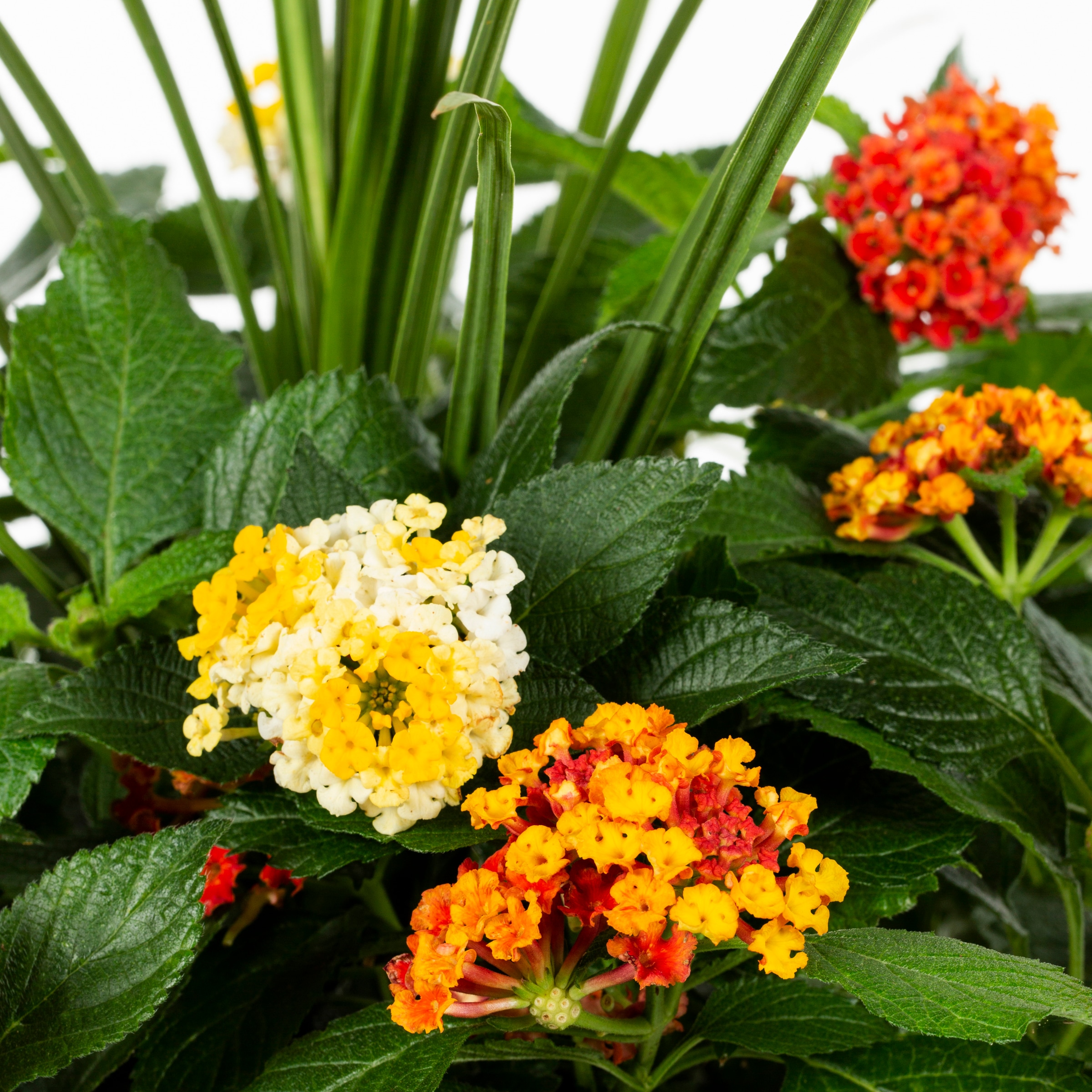 Ready Refill NURSERY annuals - View #2