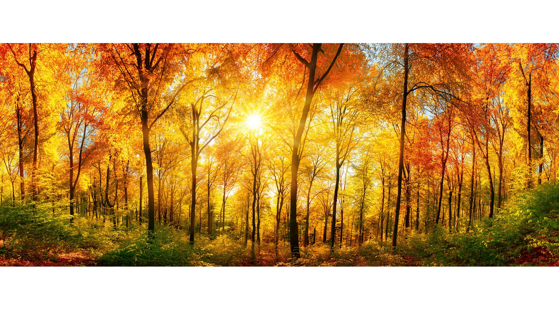 Dimex Sunny Forest Wall Mural in the Wall Murals department at Lowes.com