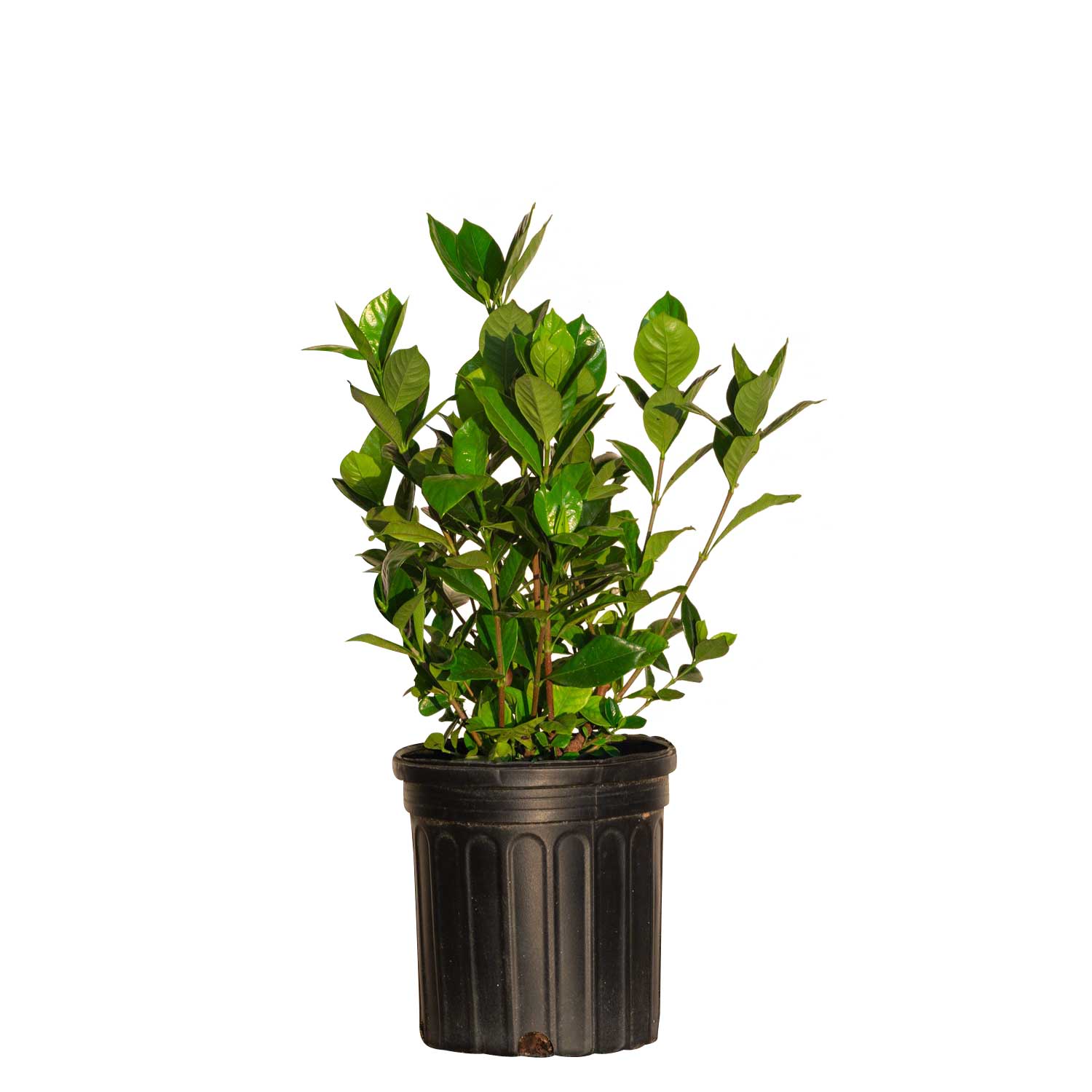 Flowerwood 2.5 -Quart August Beauty Gardenia Flowering Shrub with White Blooms 1 -Pack