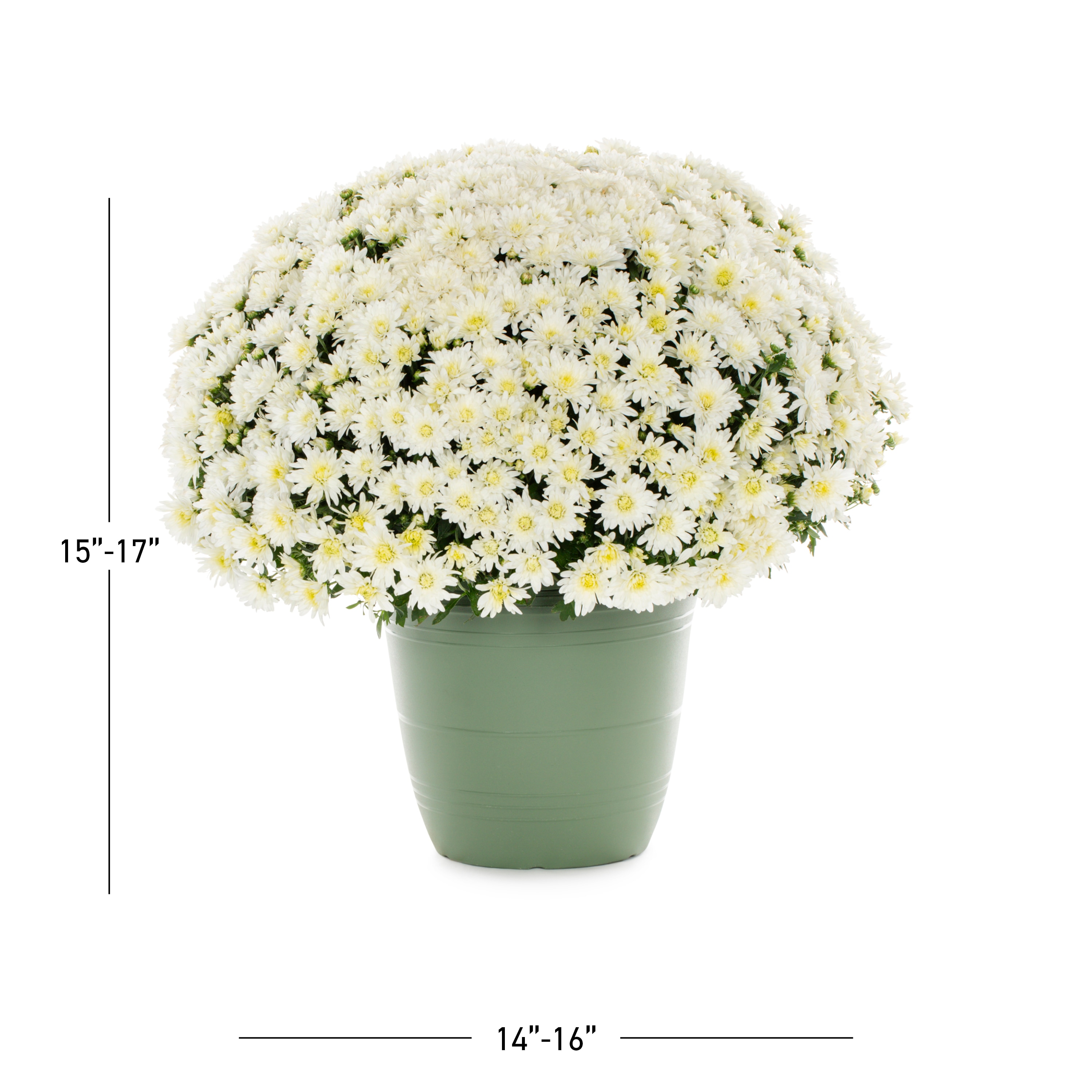 Lowe's NURSERY annuals - View #3