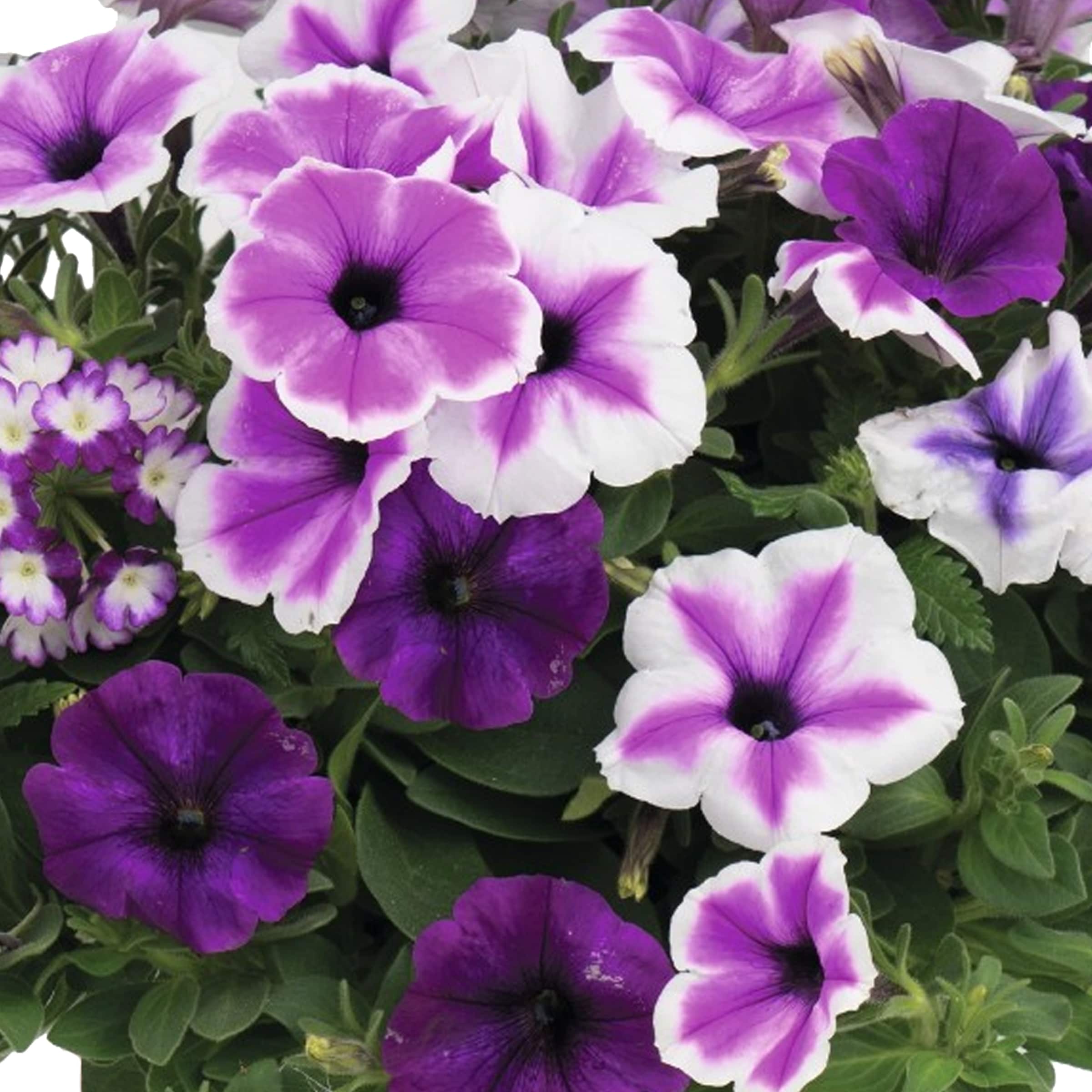 Ready Refill 1639427 annuals - View #2