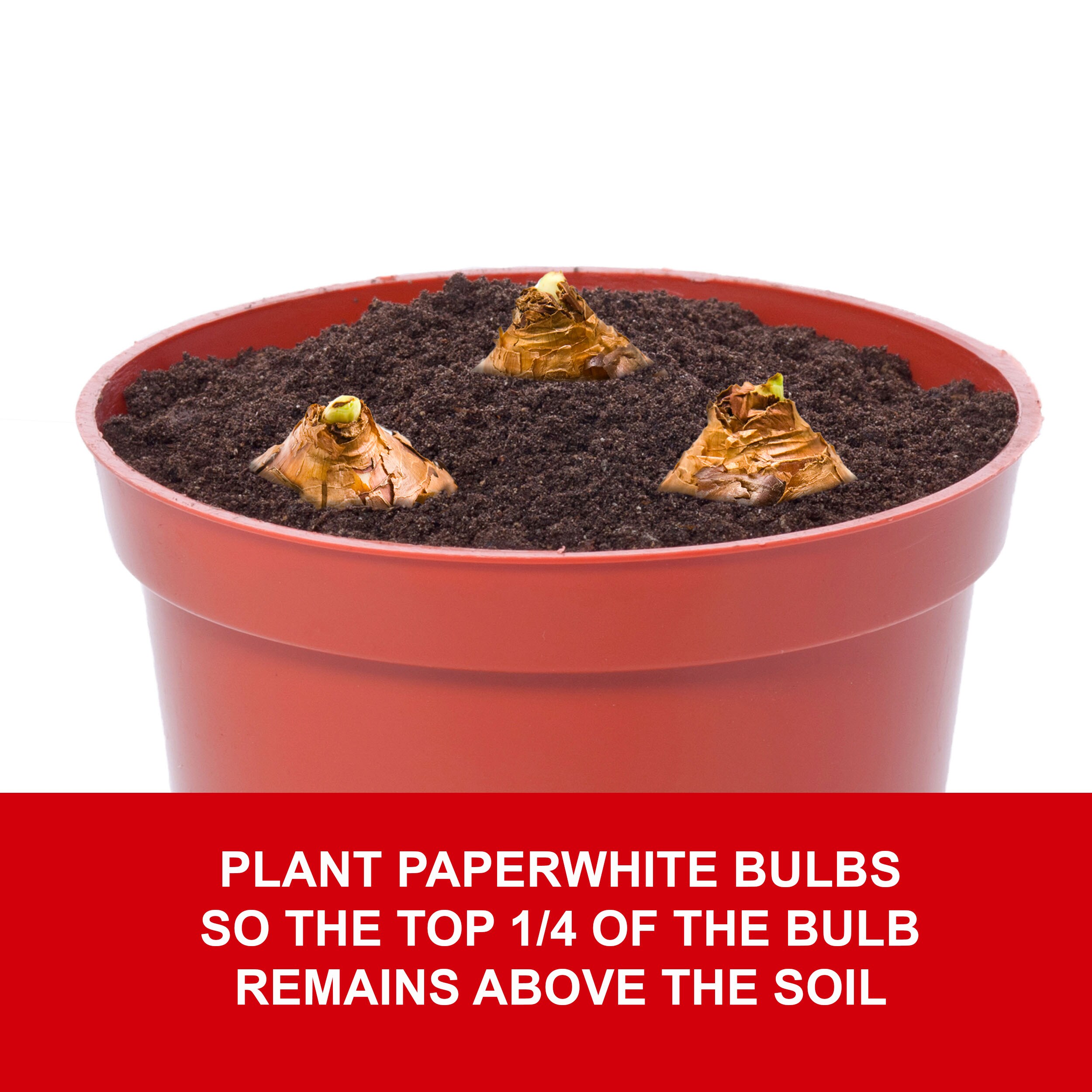 Garden State Bulb ECH-38-01-01 Plant-Bulbs - View #5