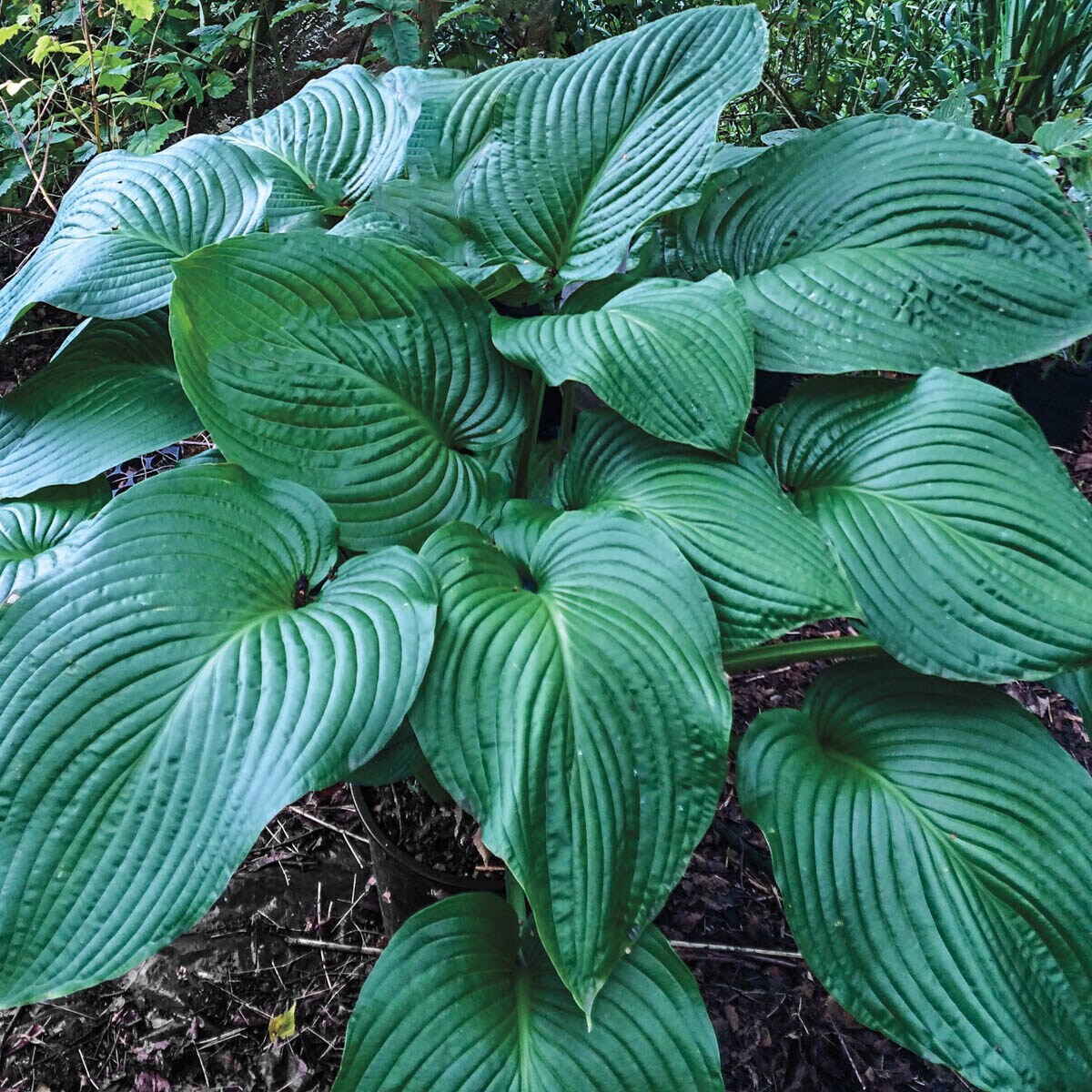 Spring Hill Nurseries 89471 White Kingsize Hosta Perennial Plant in 1-Pack Bareroot