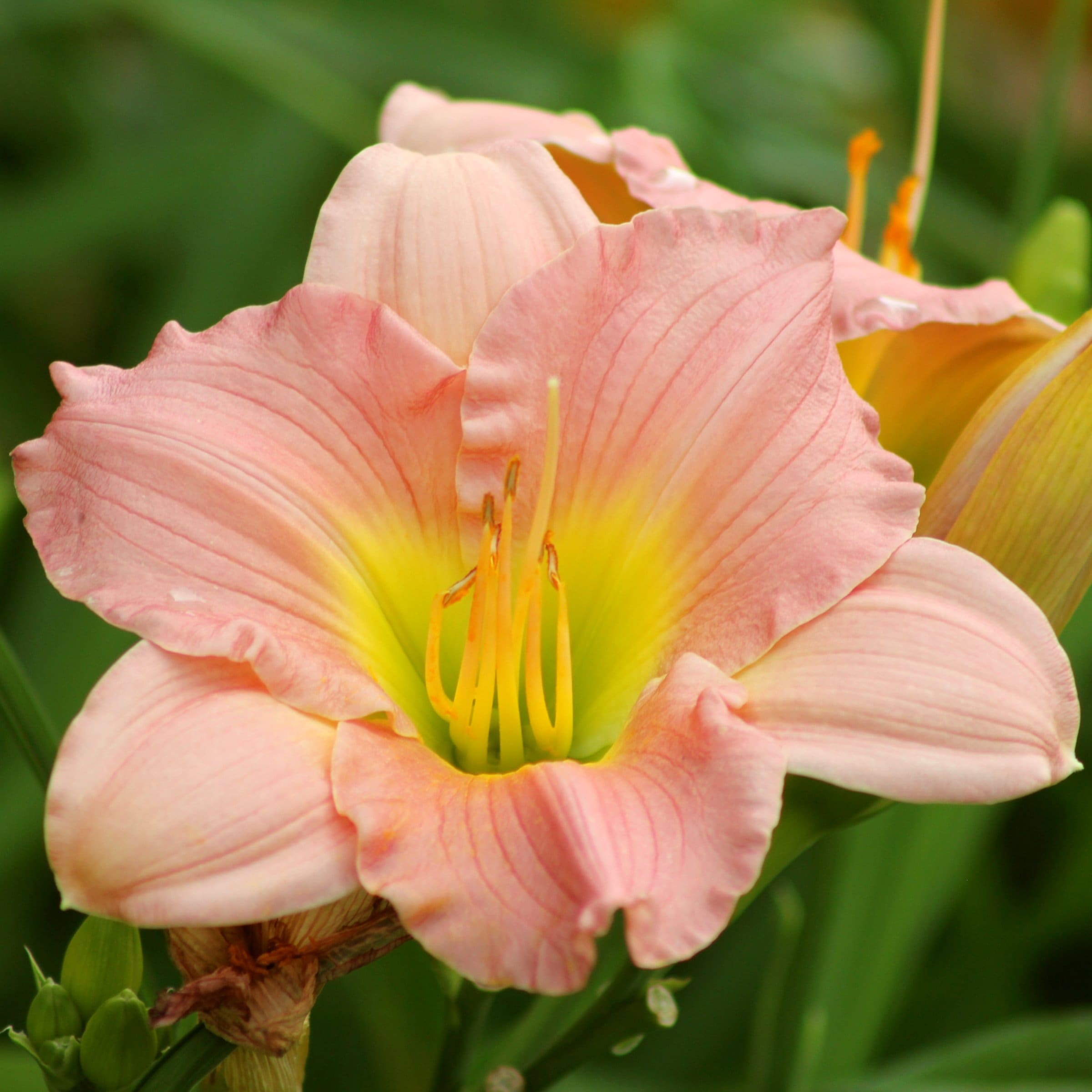 National Plant Network LW1984 perennials - View #9