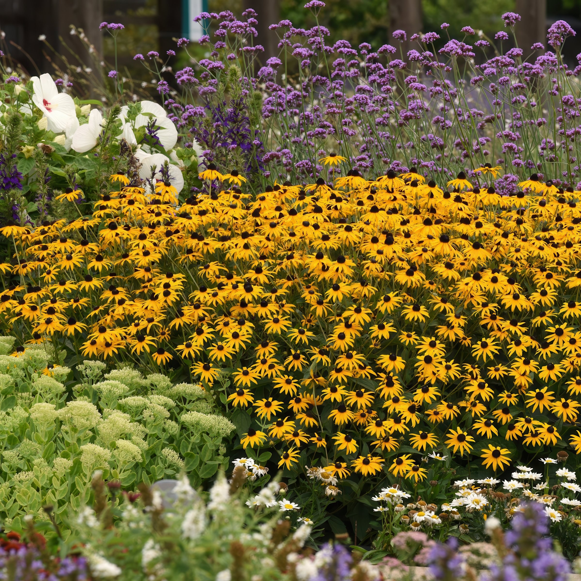 National Plant Network LW1948 perennials - View #3