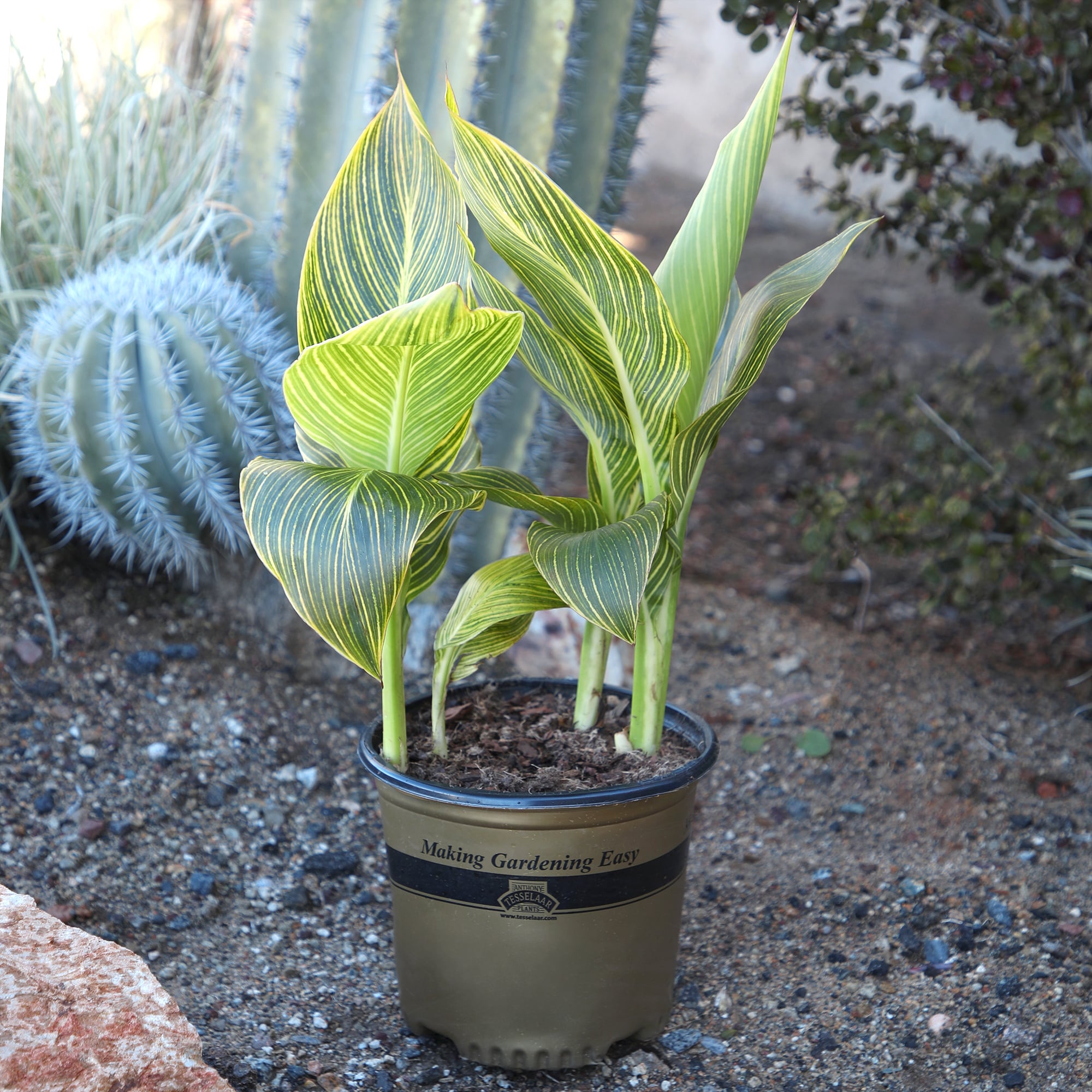 Altman Plants 0873128 perennials - View #4