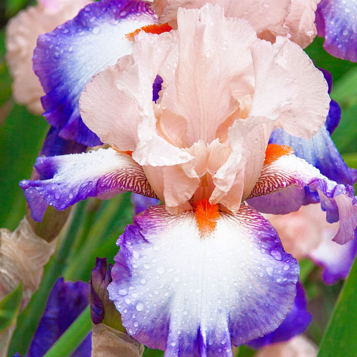 Spring Hill Nurseries Multicolor Lumarco Bearded Iris Perennial Plant In 1 Pack Bareroot In The 0771