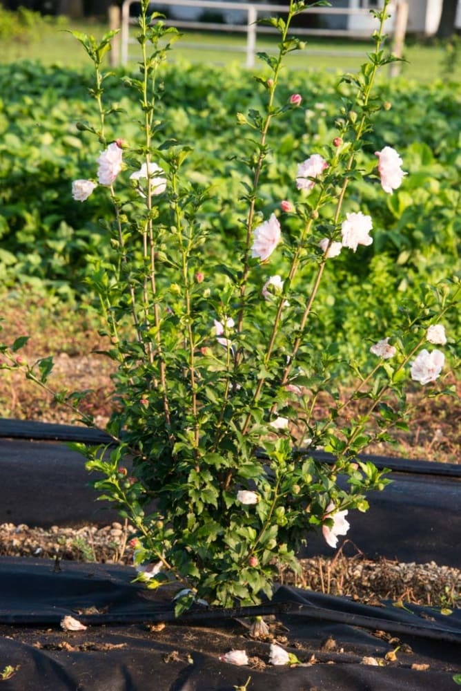 Spring Hill Nurseries Pink Peppermint Smoothie Althea Pink Flowering Shrub In 1 Packs Bare 1132