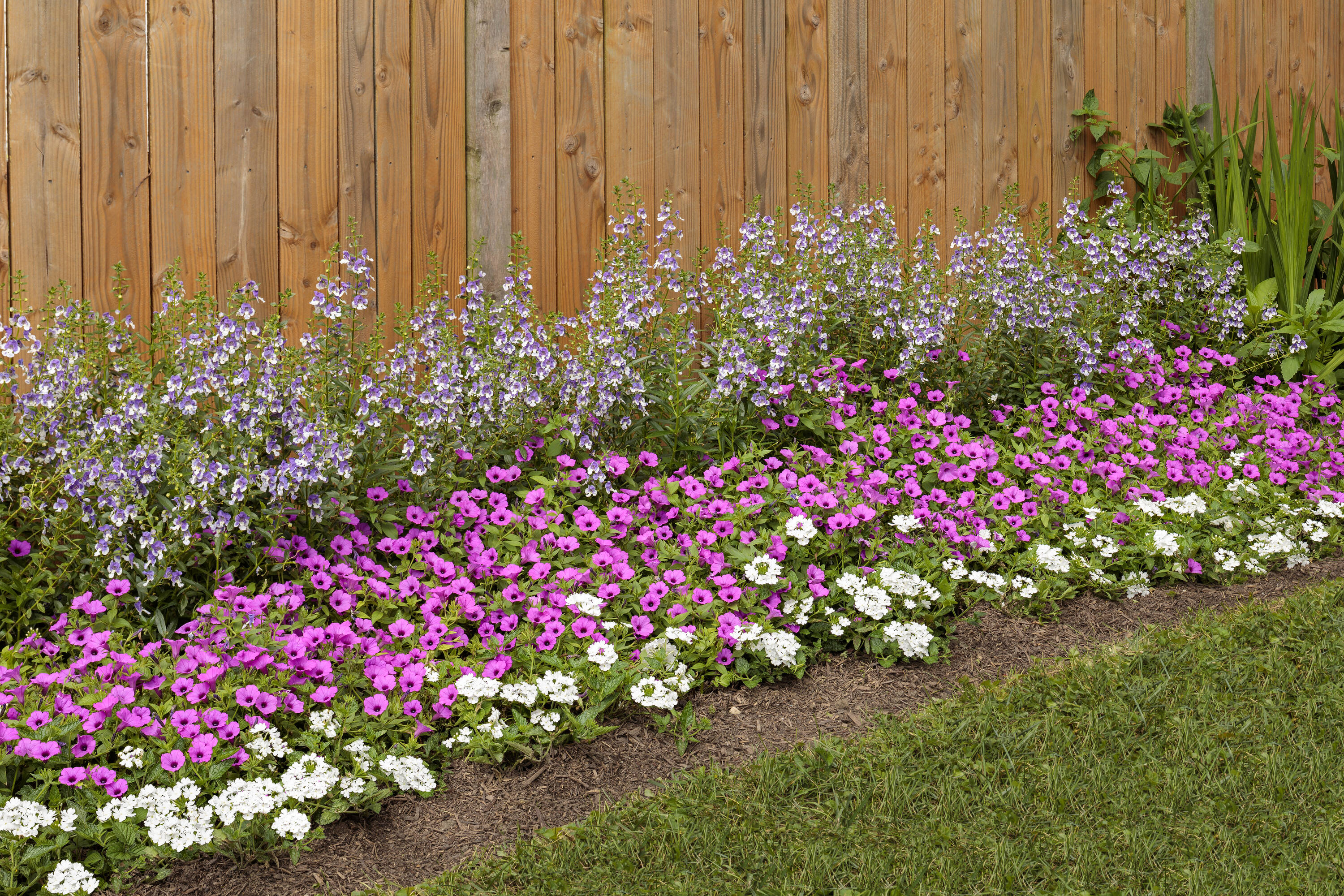 Monrovia 78977 annuals - View #3