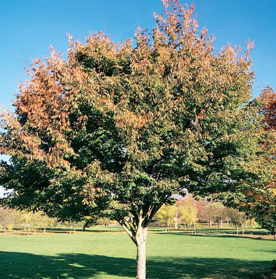 19.78-Gallon Green Shade Tree Village Green Zelkova In Pot (With Soil ...