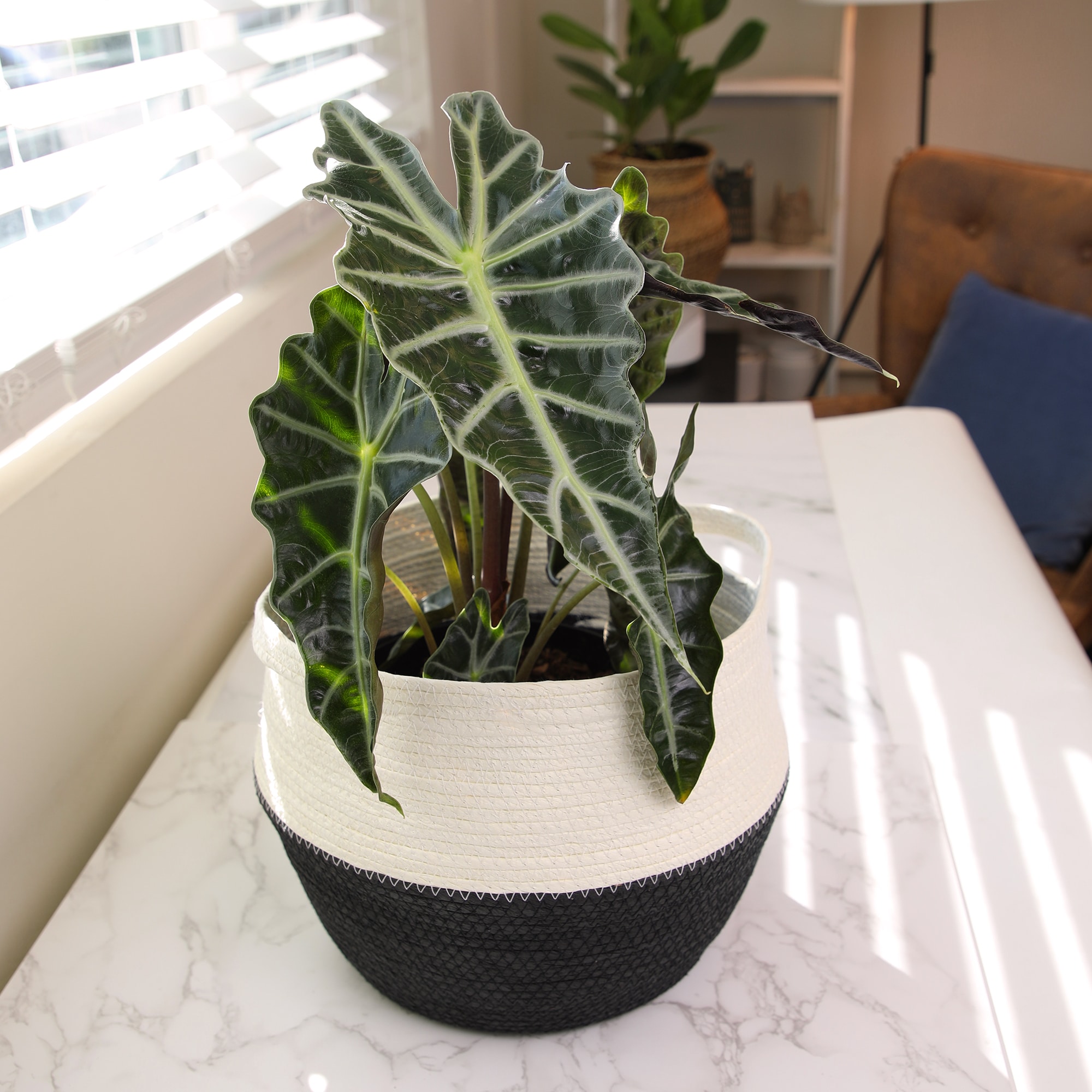 Alocasia Polly Indoor/Outdoor Air-Purifying Plant in Black Plastic Pot