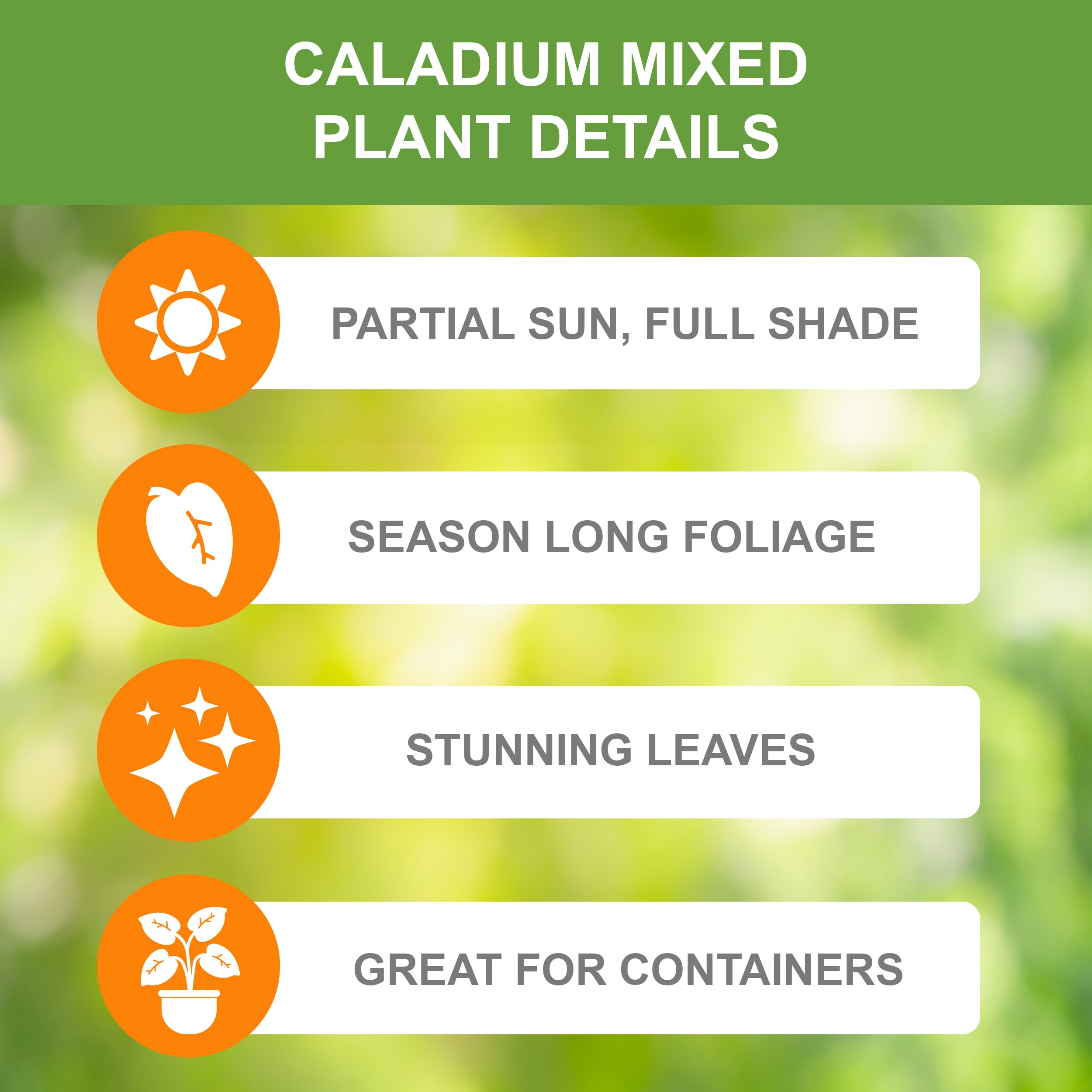 Garden State Bulb ECS-84-20-02 Plant-Bulbs - View #2