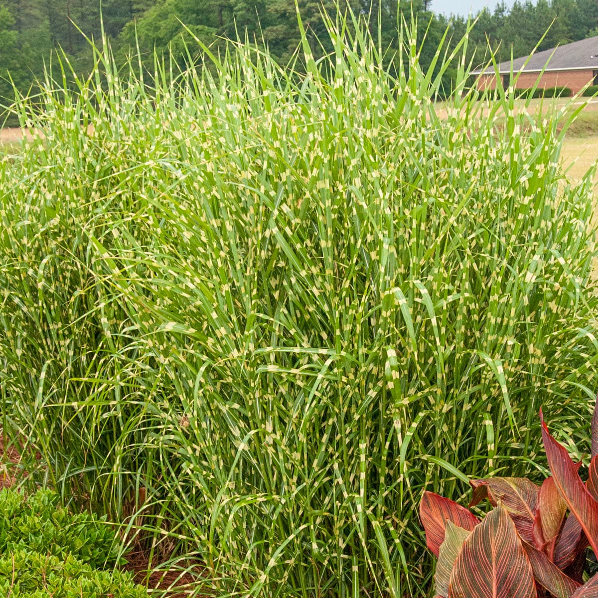 Breck's 68030 Ornamental-Grasses - View #2