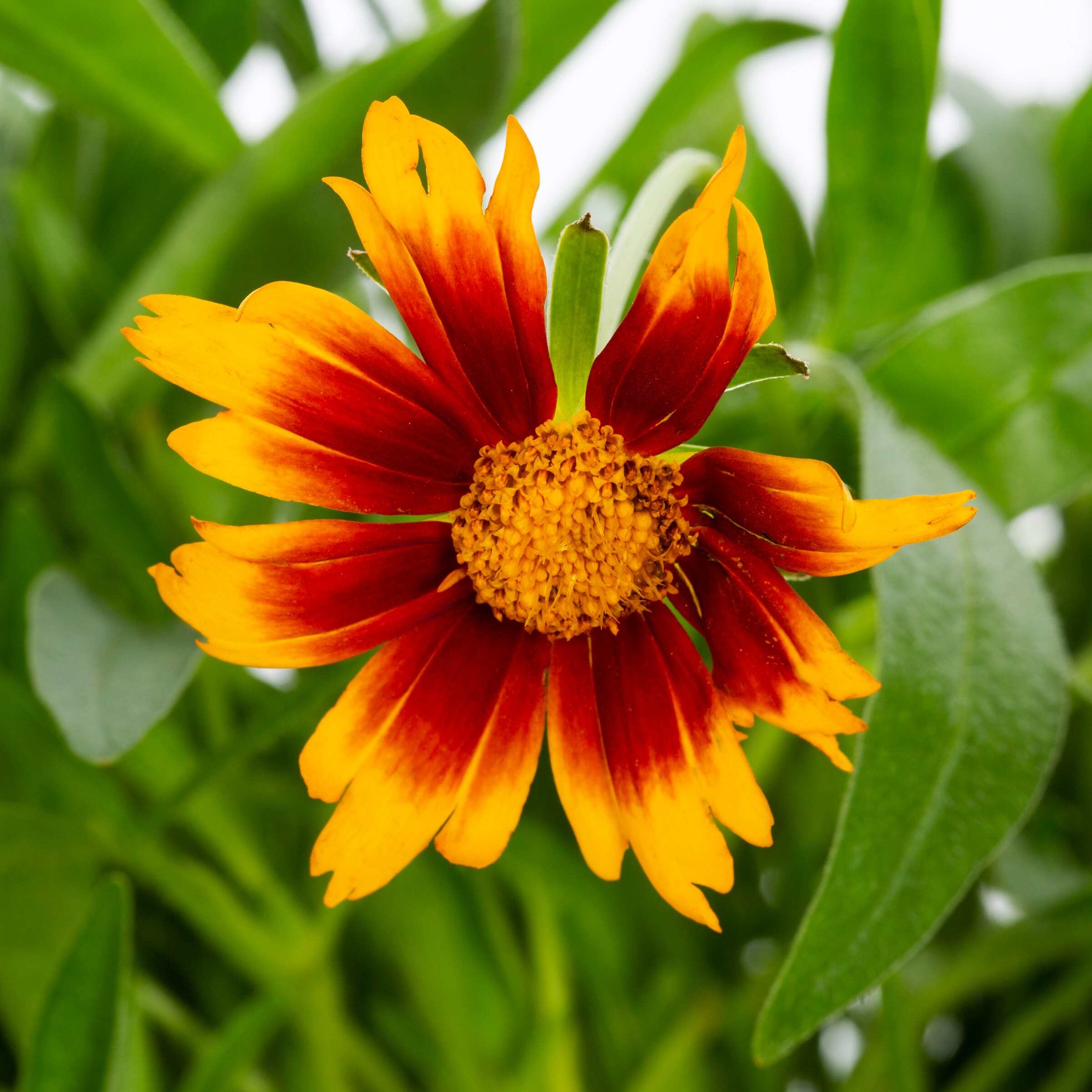 Lowe s Multicolor Coreopsis in 2.5 Quart Pot in the Perennials