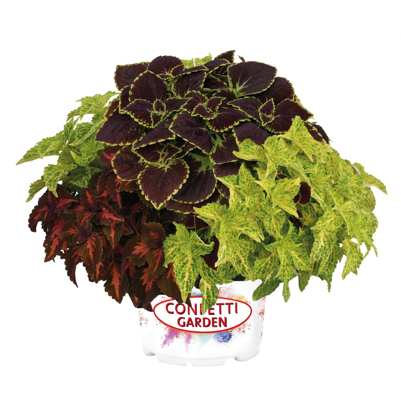 Ready Refill 836664 Multicolor Confetti Garden Madison Time Square in 3-Quart Pot