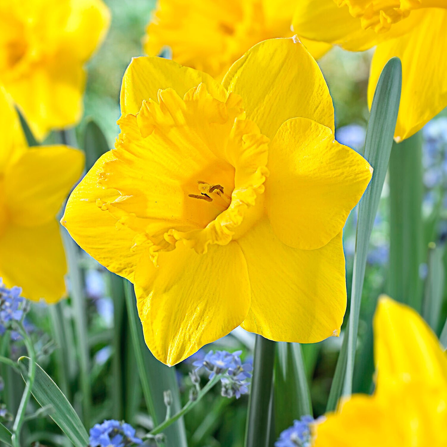 Garden State Bulb ECF-96-100-04 Yellow Dutch Master Trumpet Daffodil Bulbs 100 Count
