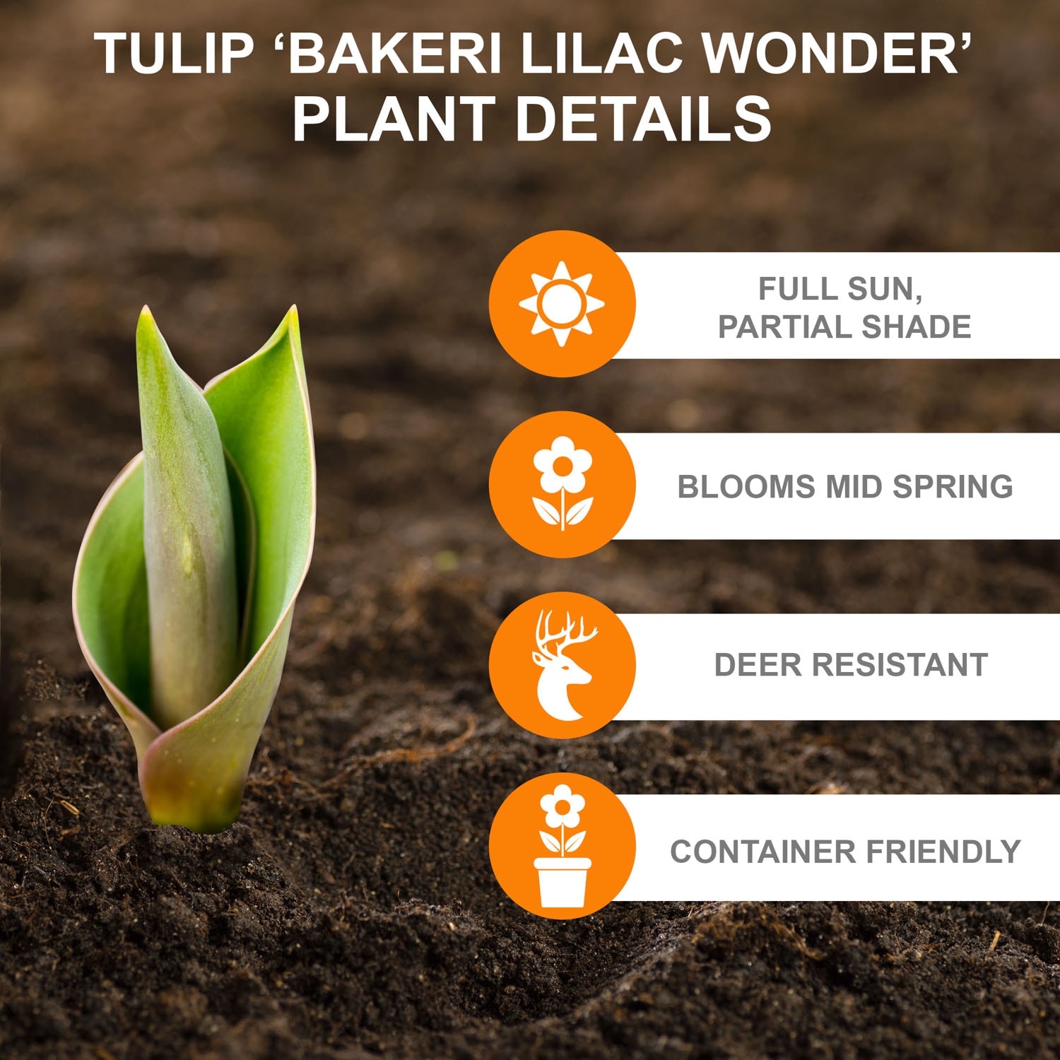 Garden State Bulb ECF-84-100-04 Plant-Bulbs - View #2