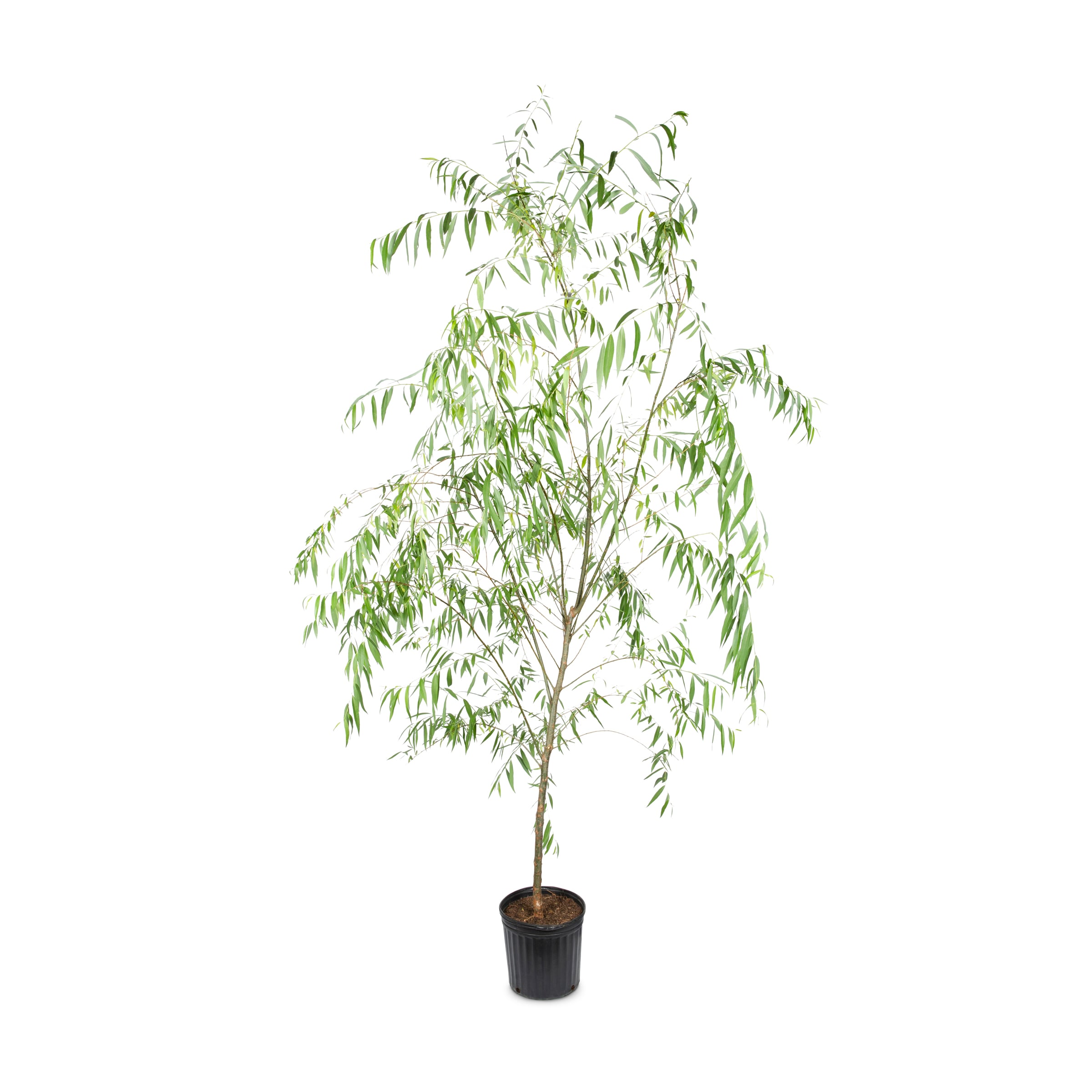 Lowe's NURSERY Weeping Willow Accent Shrub in 3.58 -Gallon Pot 1 -Pack with Green Blooms