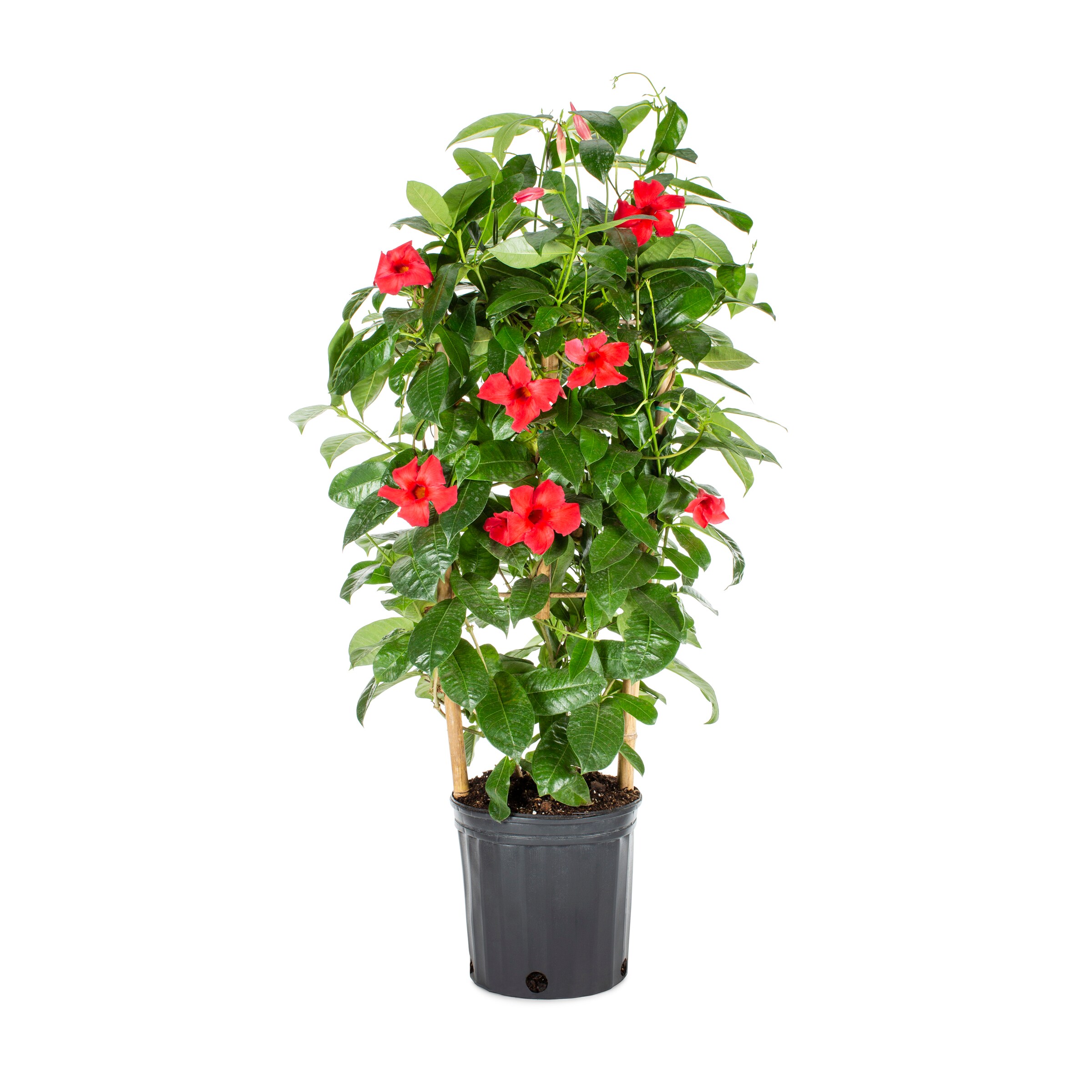 Lowe's NURSERY Red Sun Parasol Crimson Mandevilla Shrub in 2-Gallon Pot