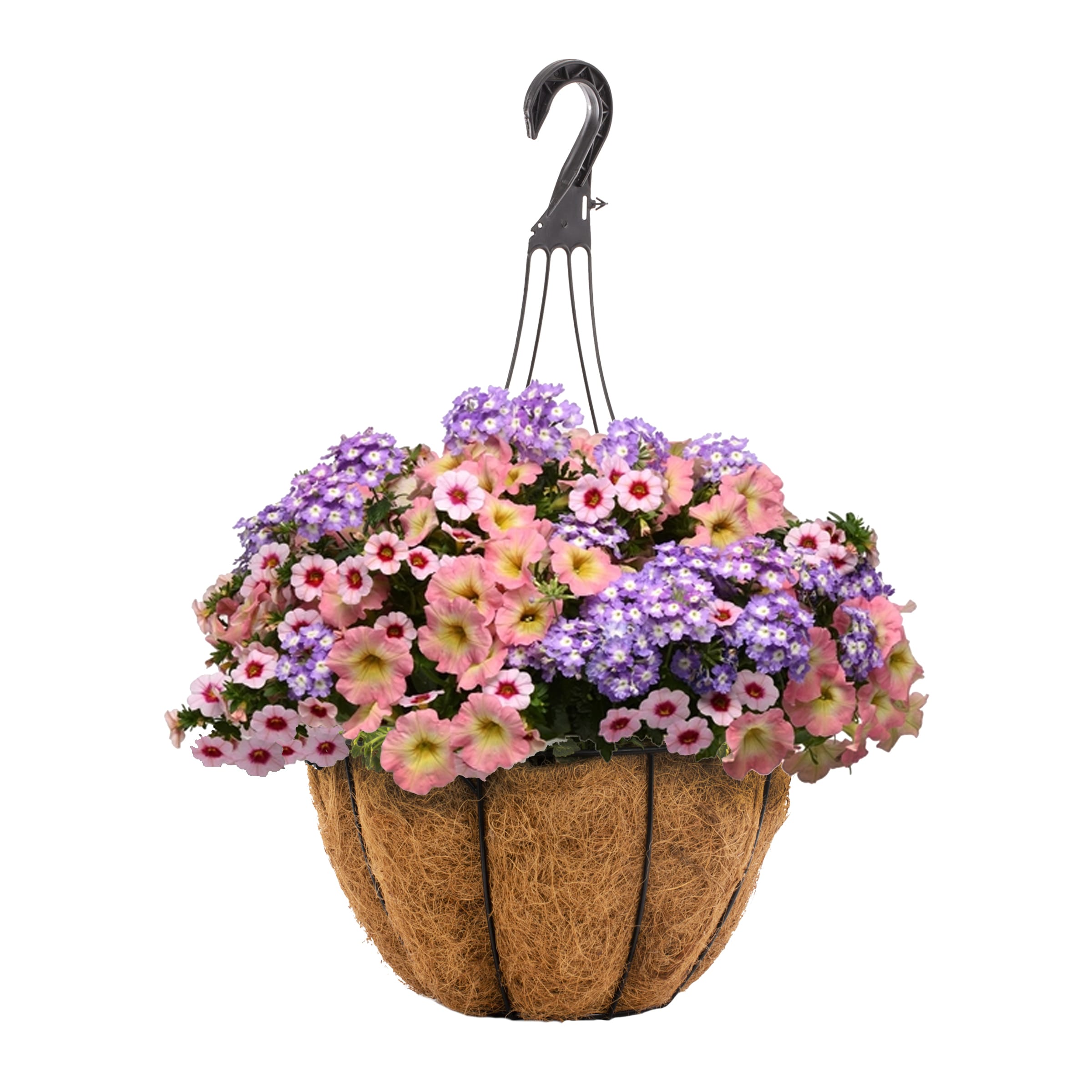 Lowe's NURSERY Multicolor Mixed Annuals Combinations Hanging Basket