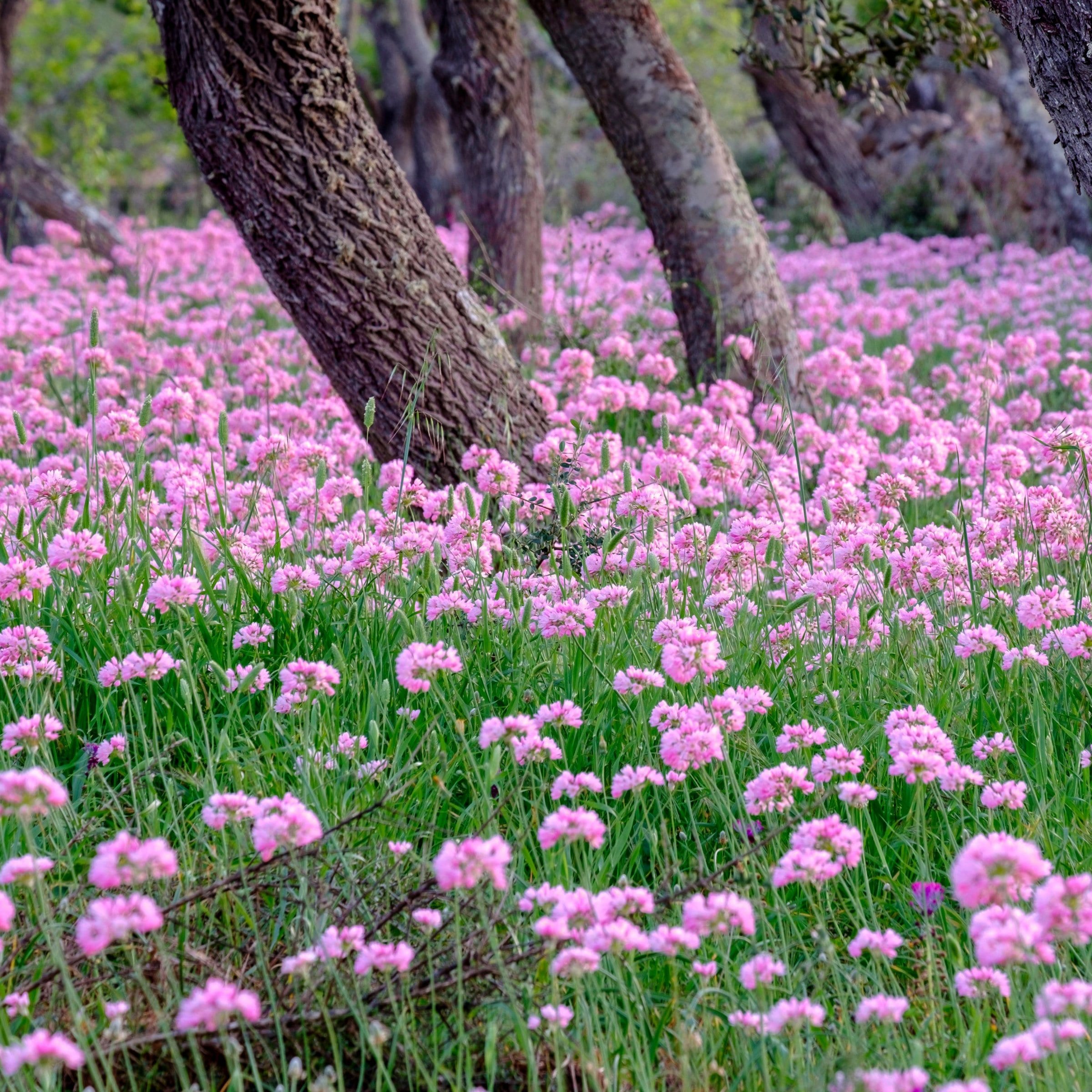 National Plant Network LW0127 Plant-Bulbs - View #2