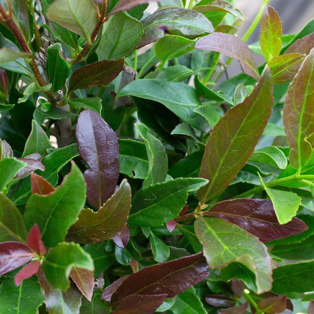 Southern Living Plant Collection 56863-1 shrubs - View #5