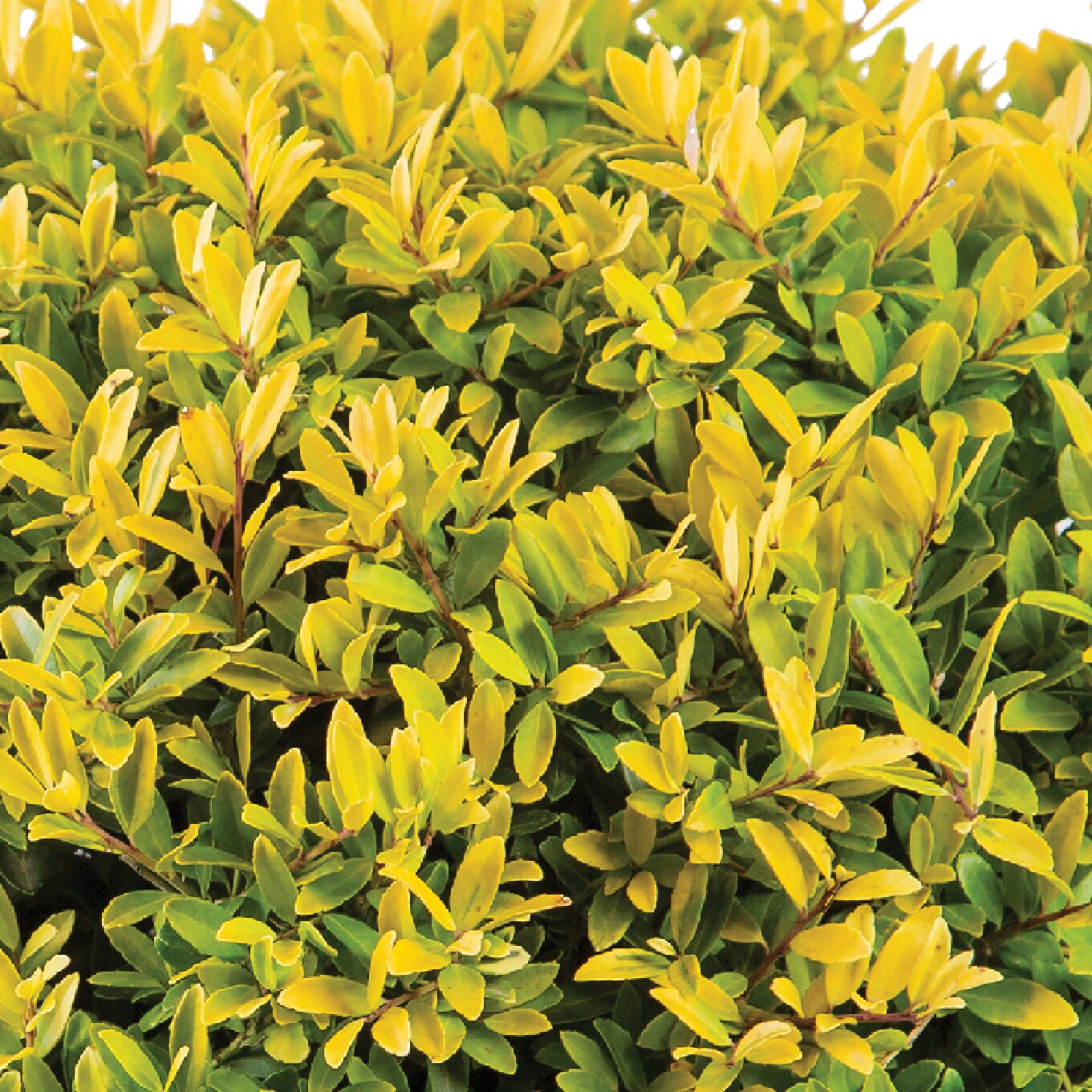 Southern Living Plant Collection Touch Of Gold Holly Accent Shrub in 2. ...