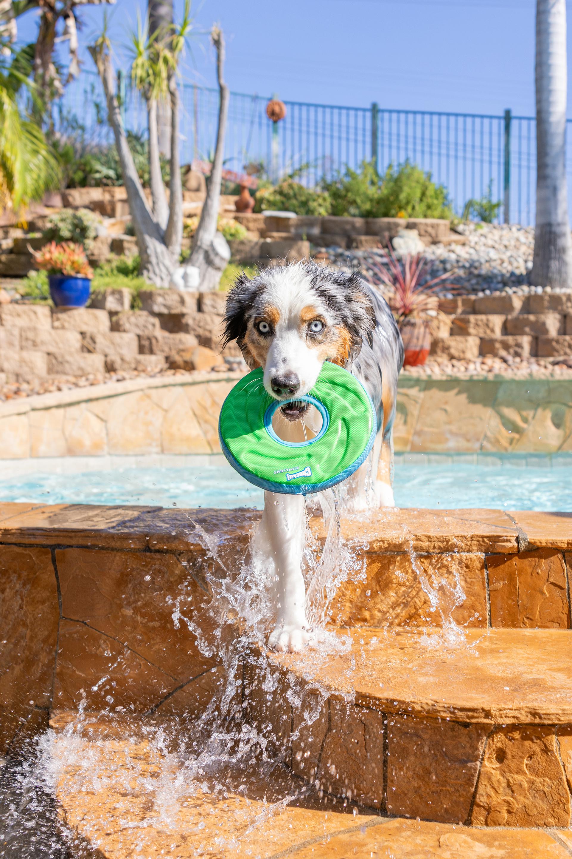 Chuckit! 18100 Dog-Toys - View #5
