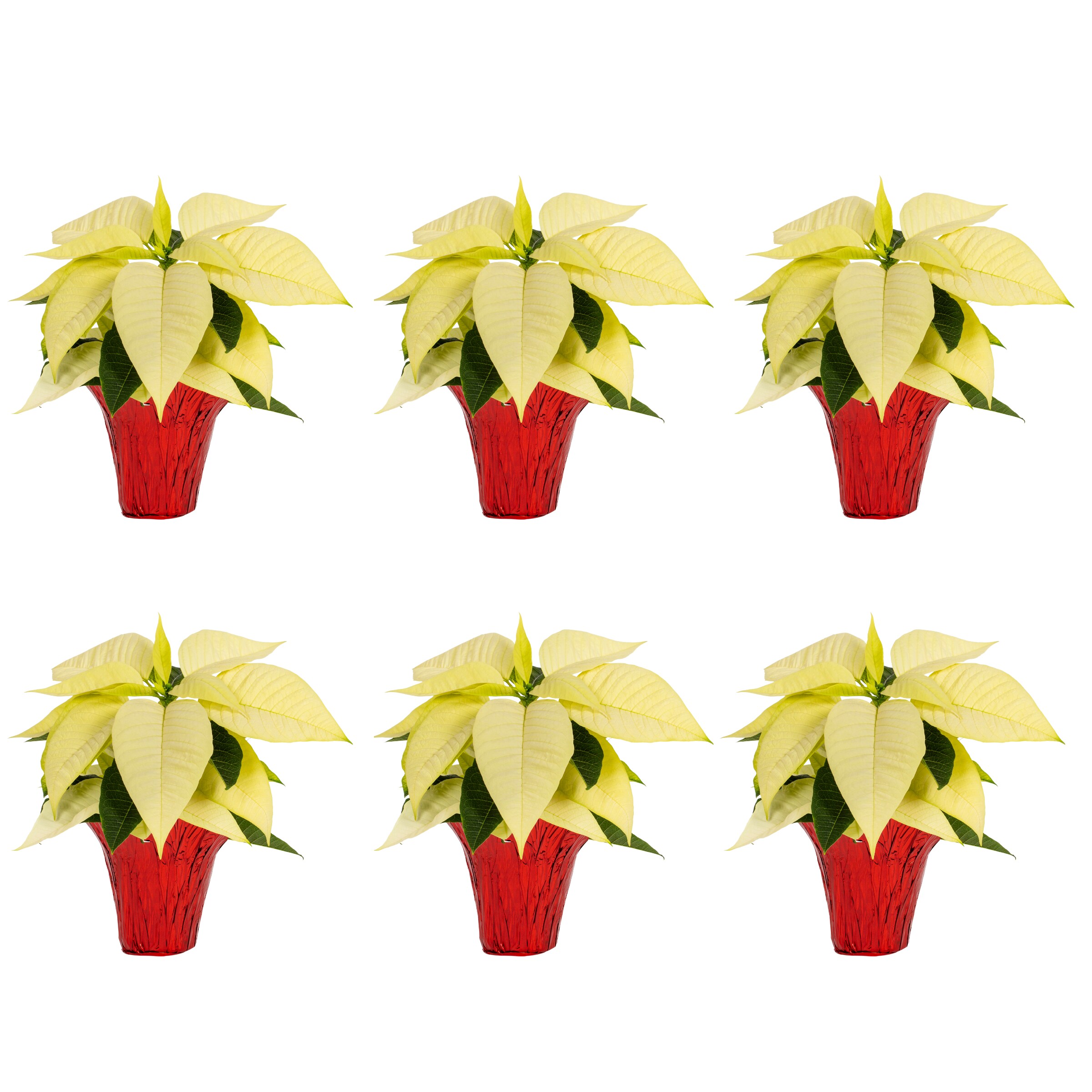 Metrolina Greenhouses 5339 1 -Pint Fresh Christmas Potted Poinsettia 6 -Pack