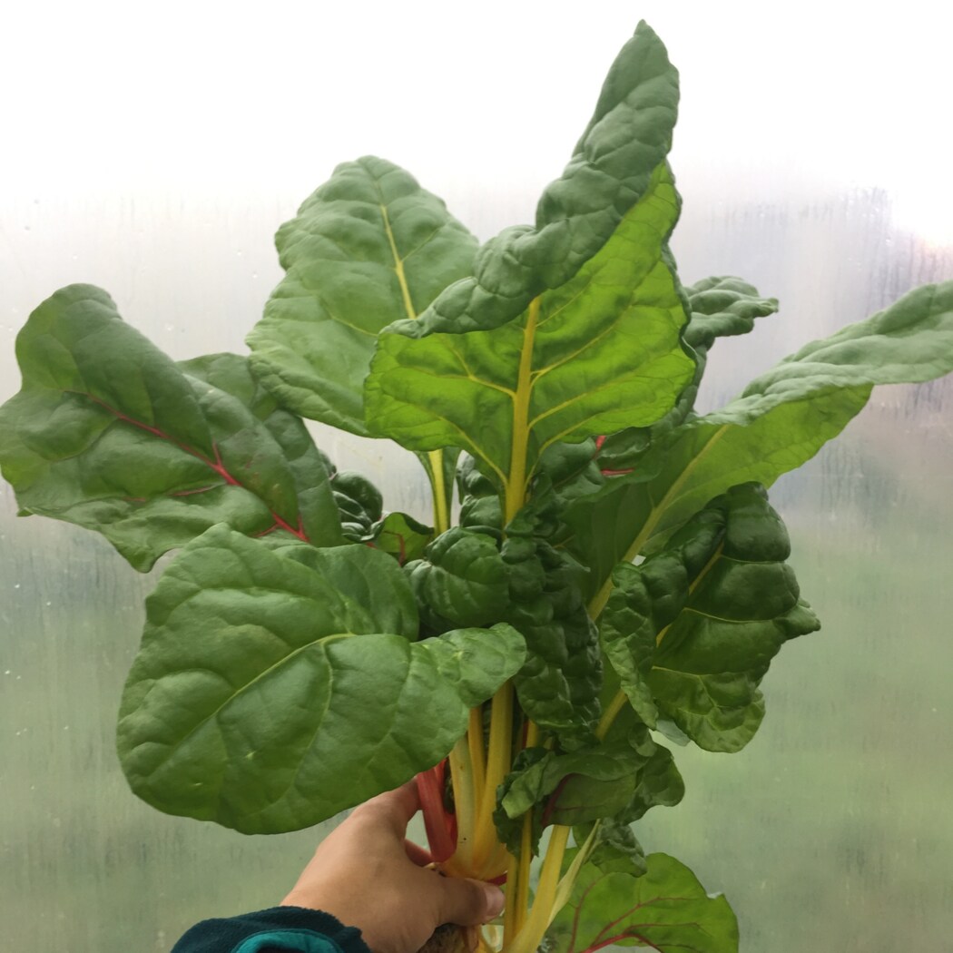 Lettuce Grow SO-SV-6-3464 Vegetable-Plants - View #12