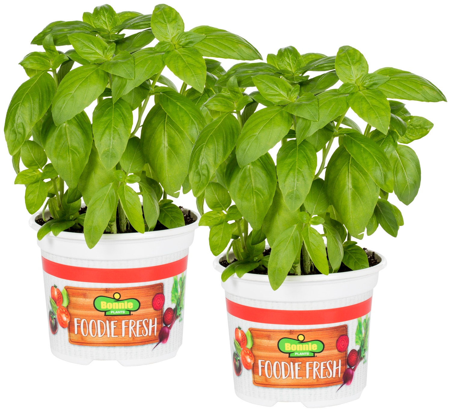 Bonnie Plants 202062 Midnight Snack Cherry Tomato Plant in Pot