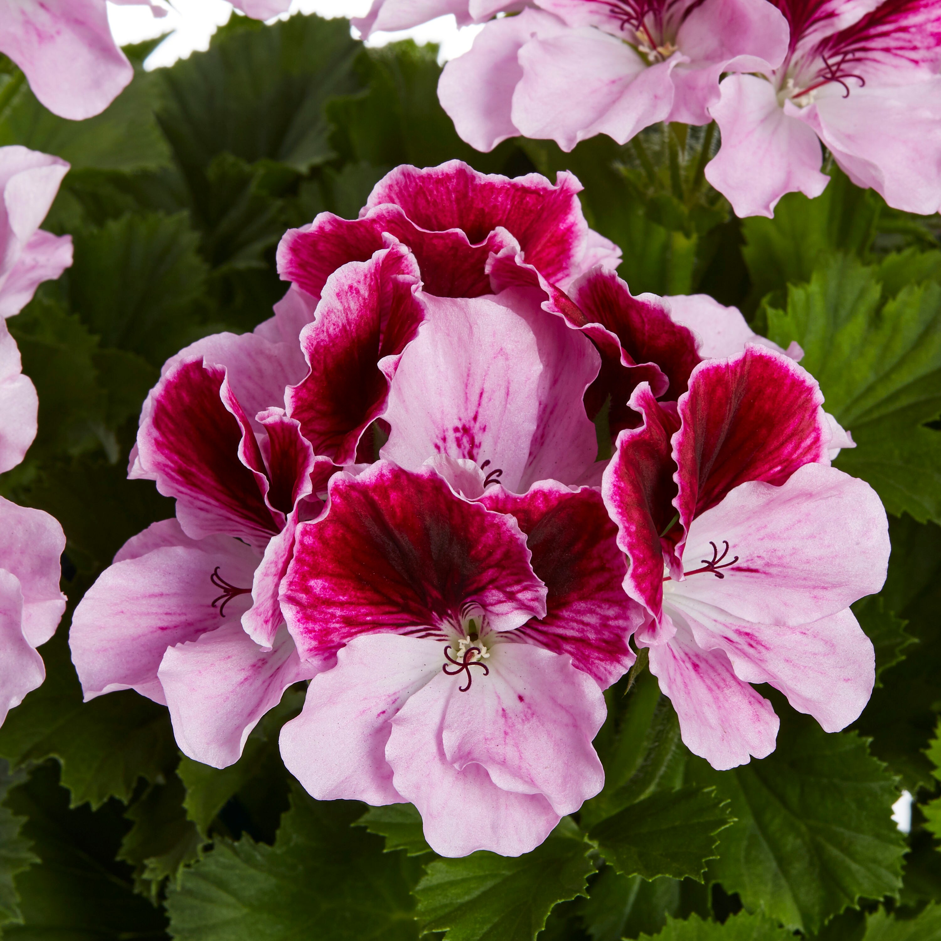 Lowe's Multicolor Regal Geranium in 2-Quart Pot in the Annuals ...