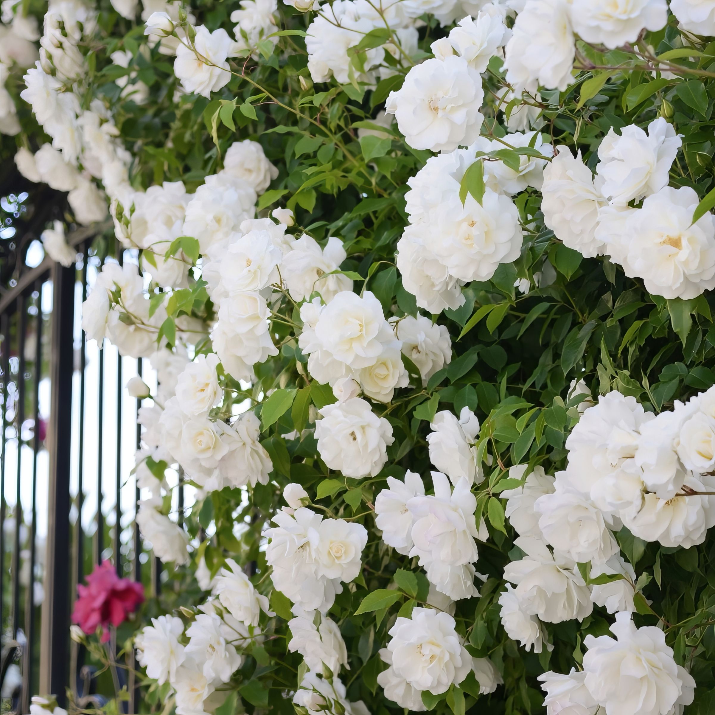 National Plant Network LW1593 roses - View #2