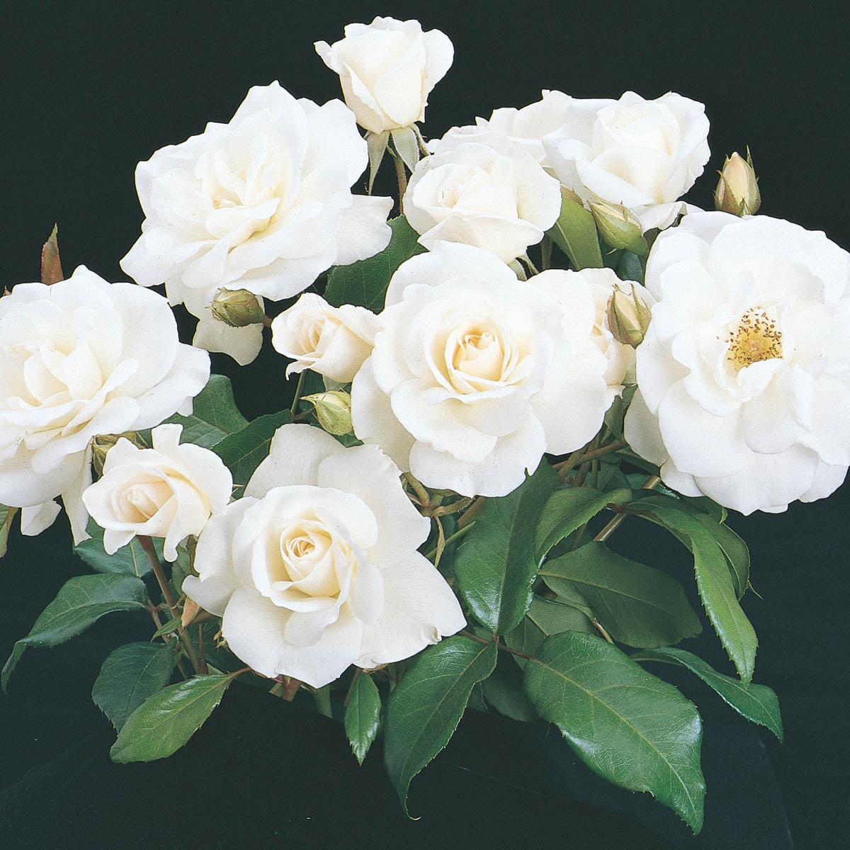Spring Hill Nurseries 93384 roses - View #3