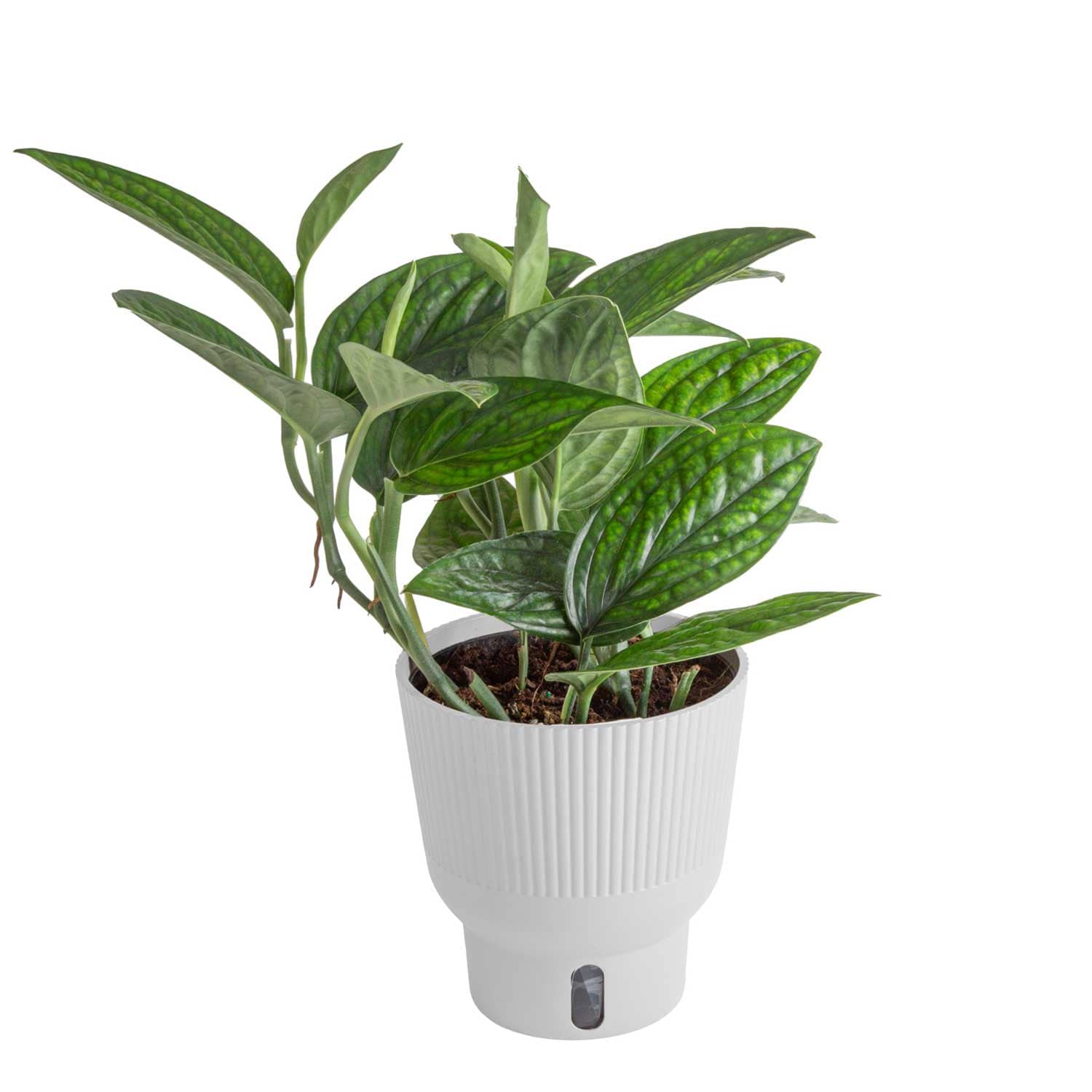 Costa Farms M-GGM-P-WHT-01-LW Trending Tropicals Green Galaxy Monstera House plant in 6 Inch(es) Self-watering pot 1 -Pack