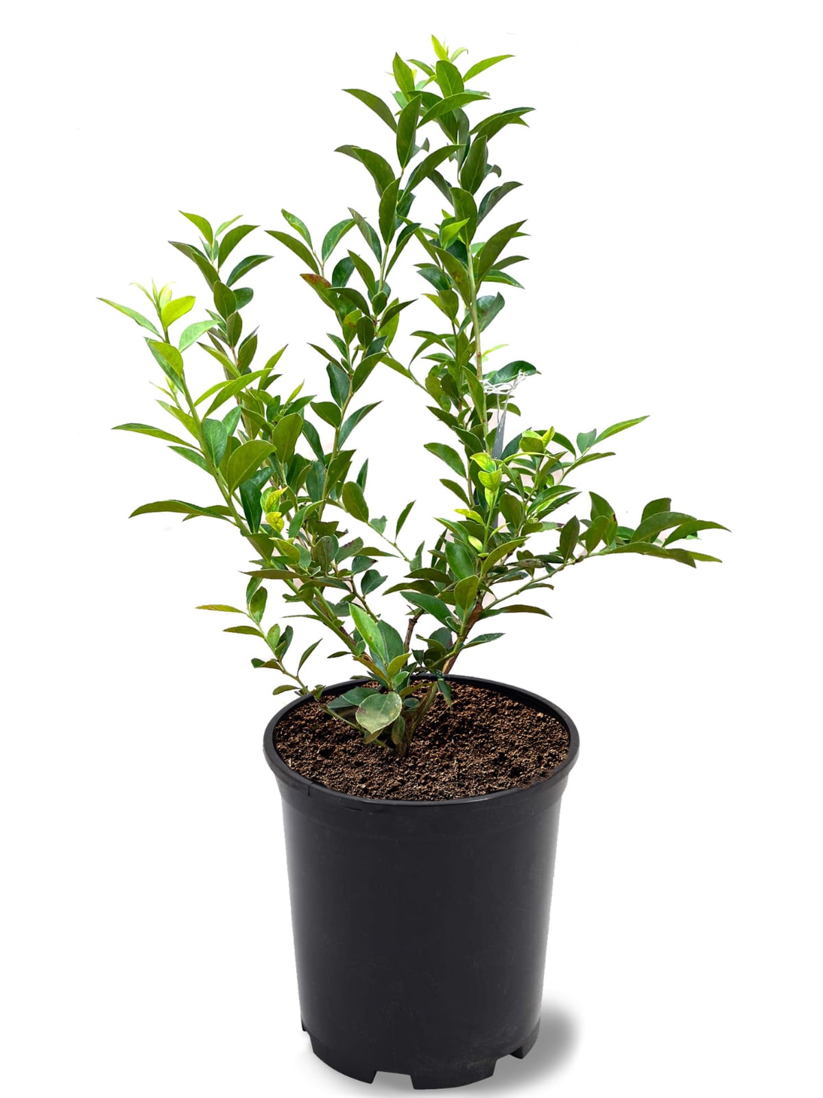 Southern Planters BLUPRE01G 1 -Pack Blueberry Plant in Pot Spring