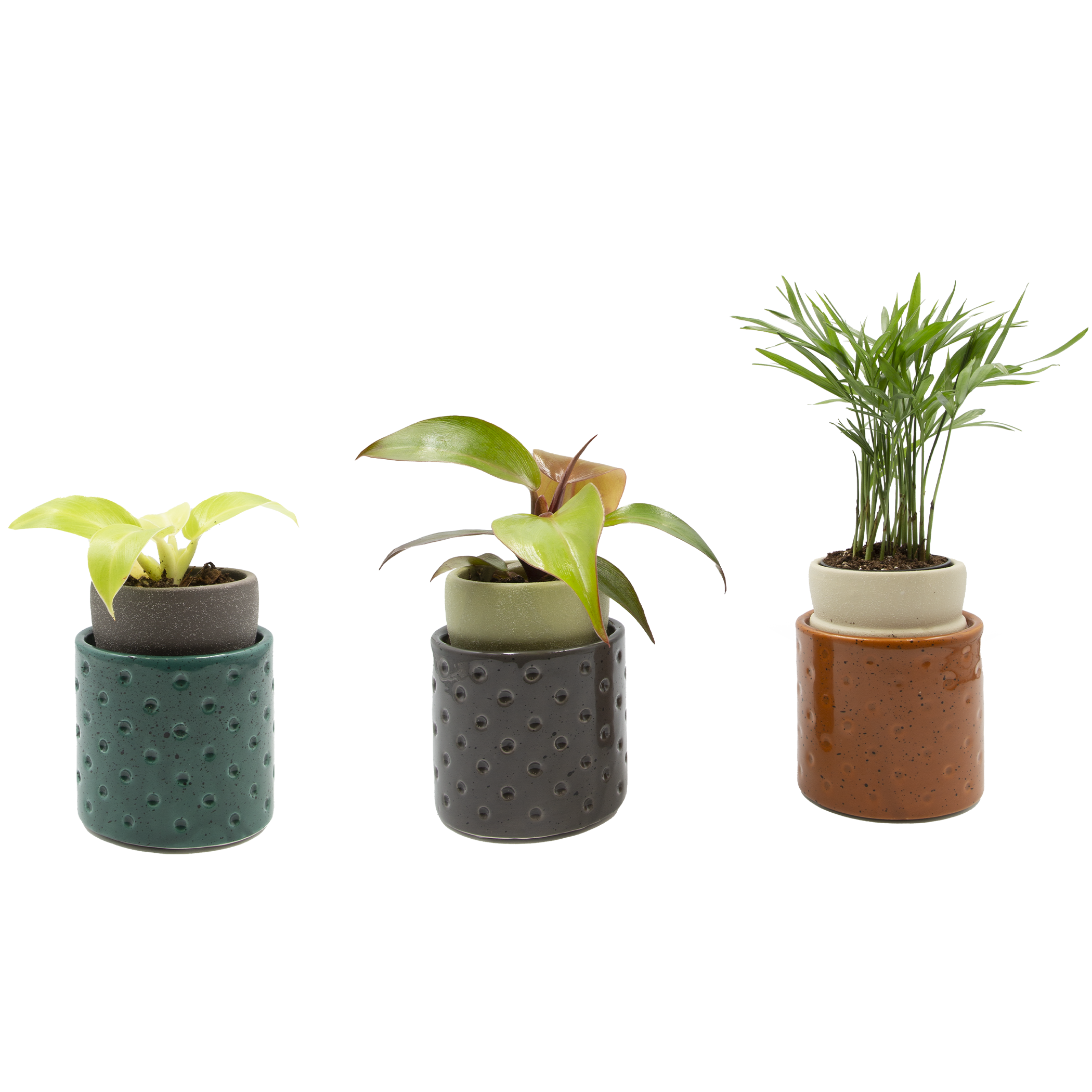 LiveTrends ASB06687 Honeysuckle House plant in 2.3 Ounce(s) Pot 1.0 -Pack